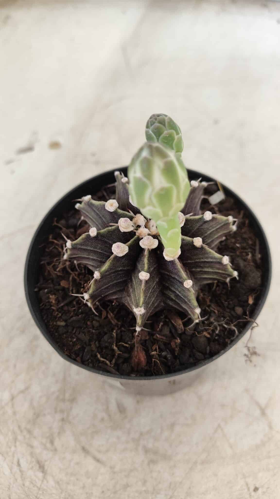 GYMNOCALYCIUM Friedrichii LB 2178 - Nº 372 – vaso 09
