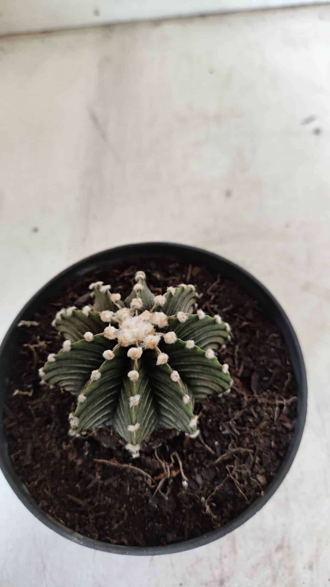 GYMNOCALYCIUM Friedrichii LB 2178 - Nº 372 – vaso 11