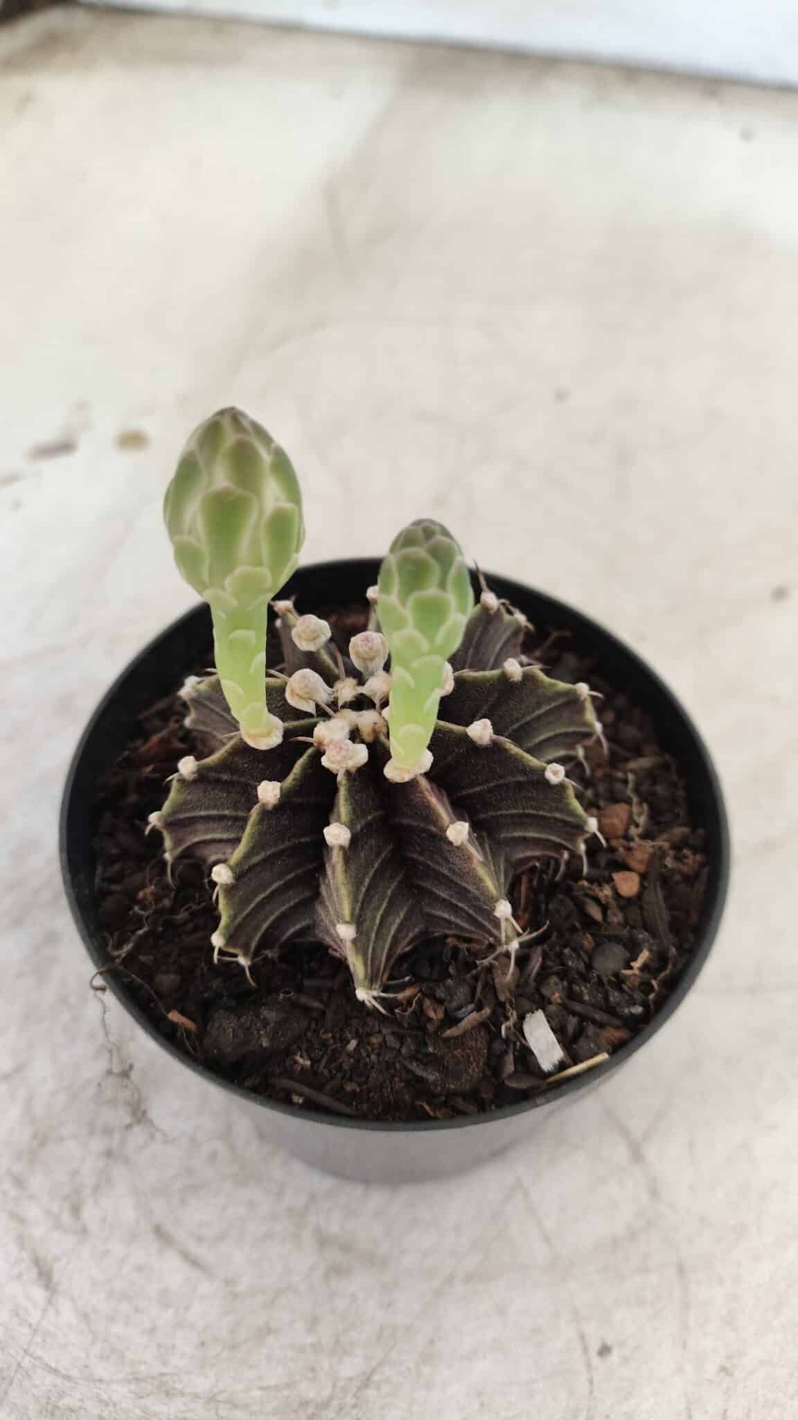GYMNOCALYCIUM Friedrichii LB 2178 - Nº 372 – vaso 09