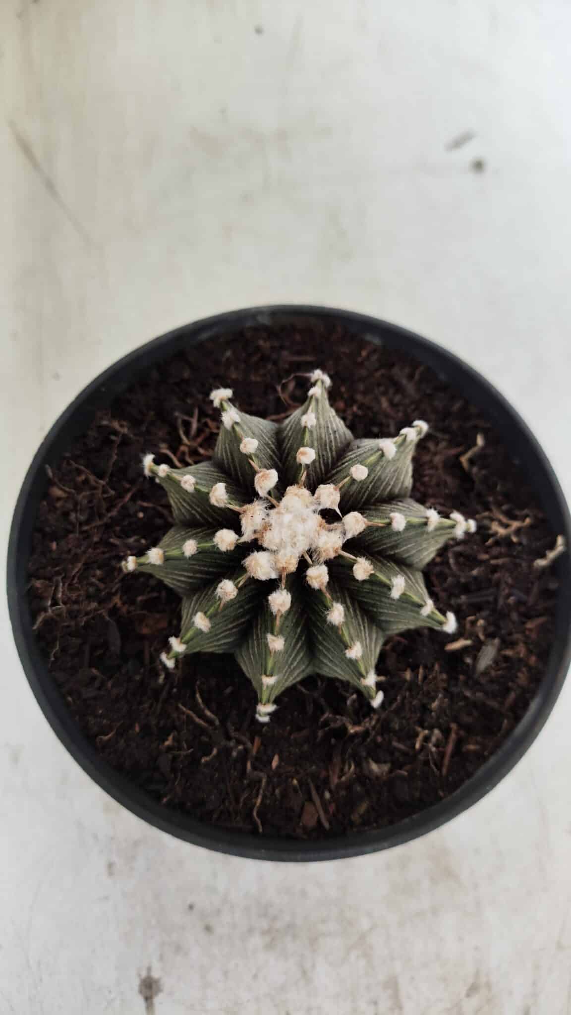 GYMNOCALYCIUM Friedrichii LB 2178 - Nº 372 – vaso 11
