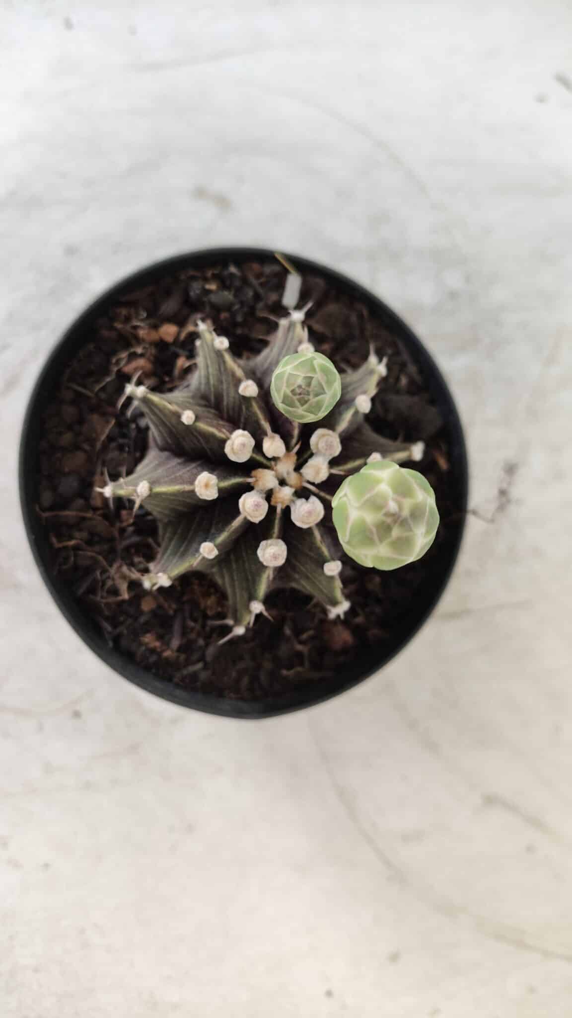 GYMNOCALYCIUM Friedrichii LB 2178 - Nº 372 – vaso 09