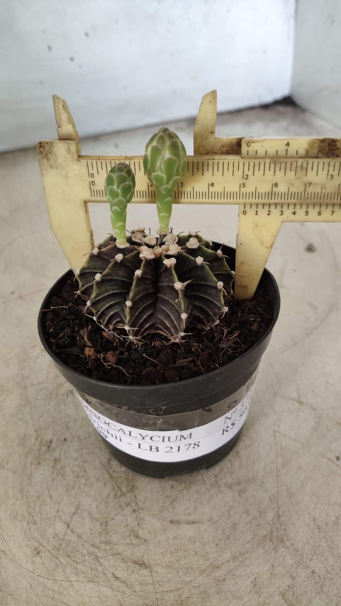 GYMNOCALYCIUM Friedrichii LB 2178 - Nº 372 – vaso 09