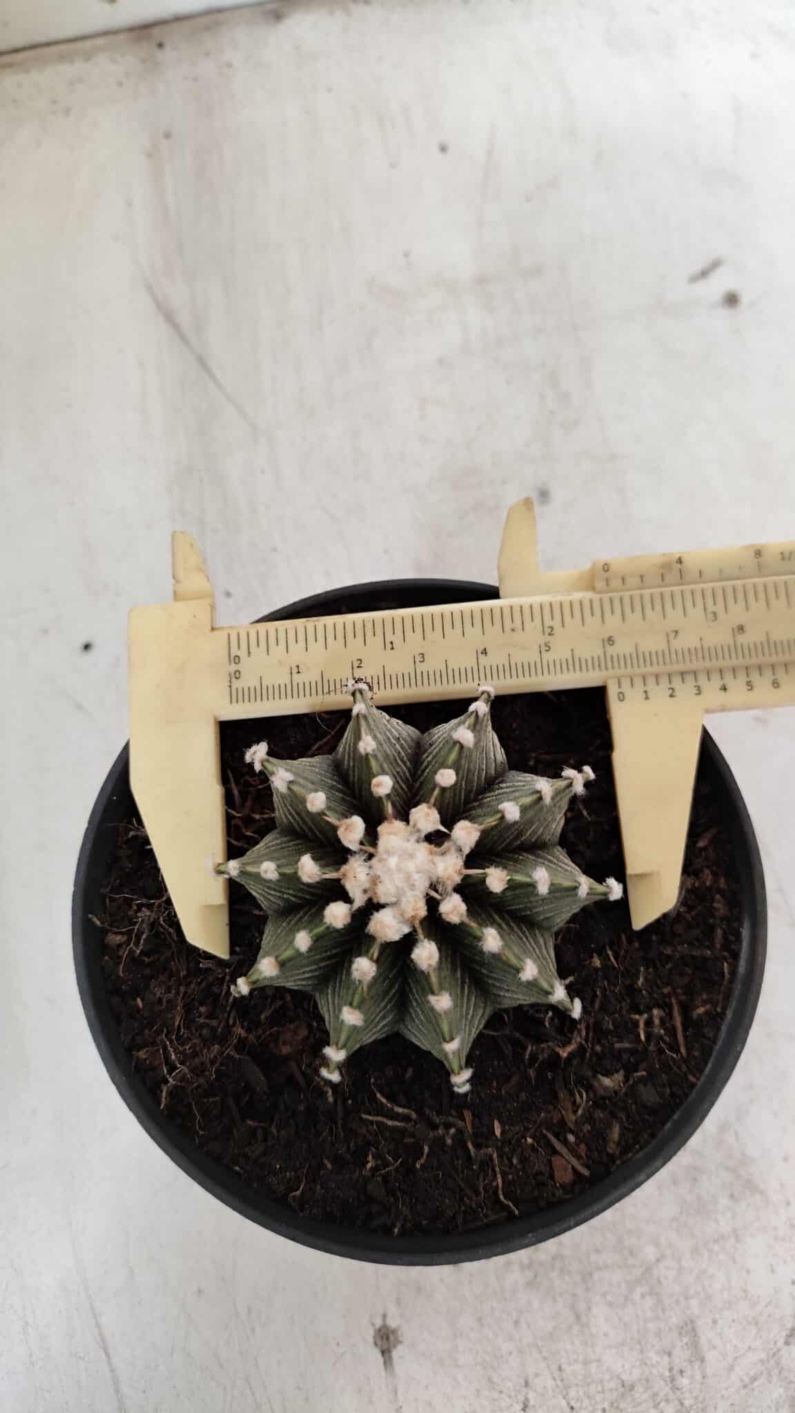 GYMNOCALYCIUM Friedrichii LB 2178 - Nº 372 – vaso 11