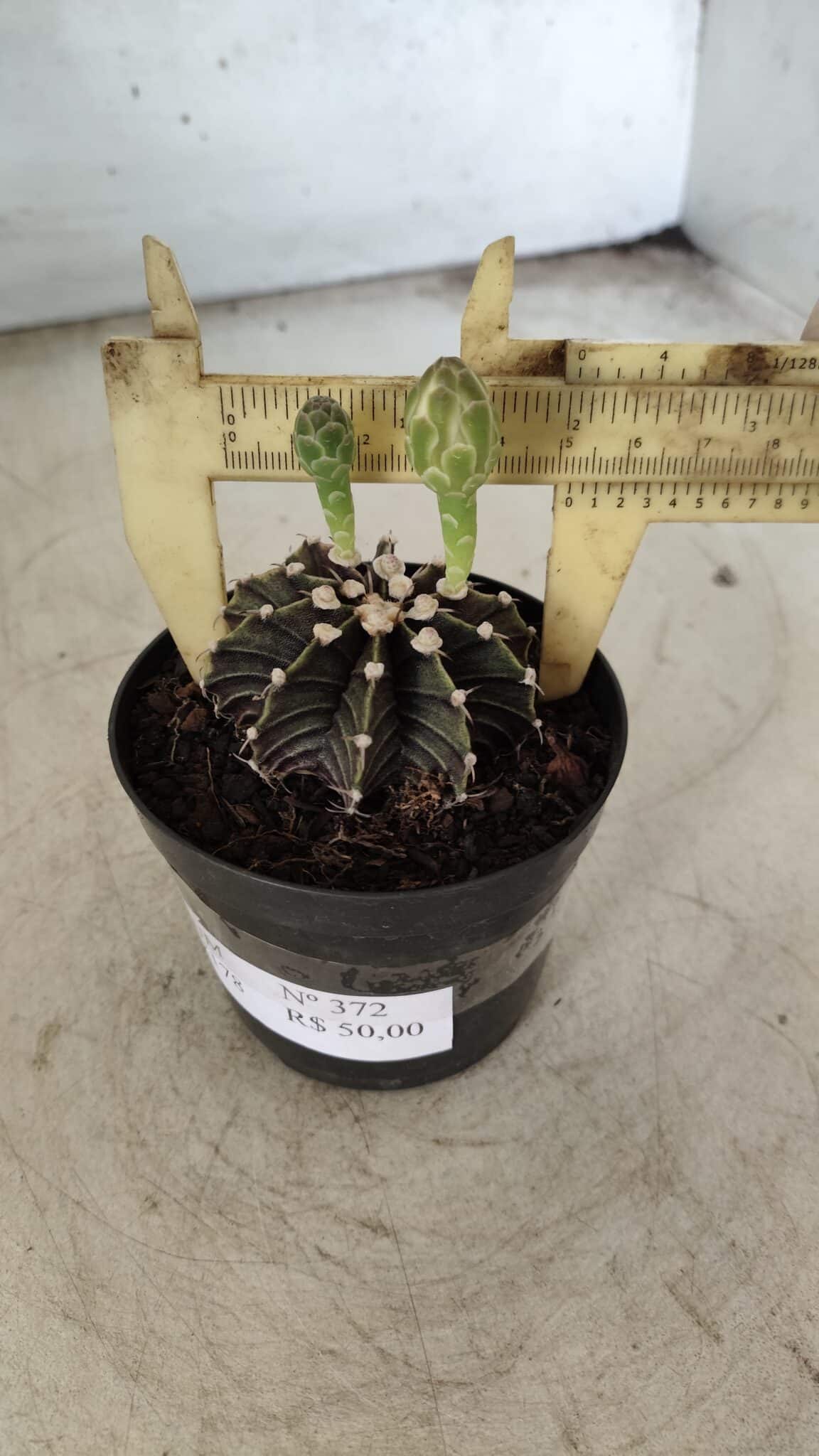 GYMNOCALYCIUM Friedrichii LB 2178 - Nº 372 – vaso 09