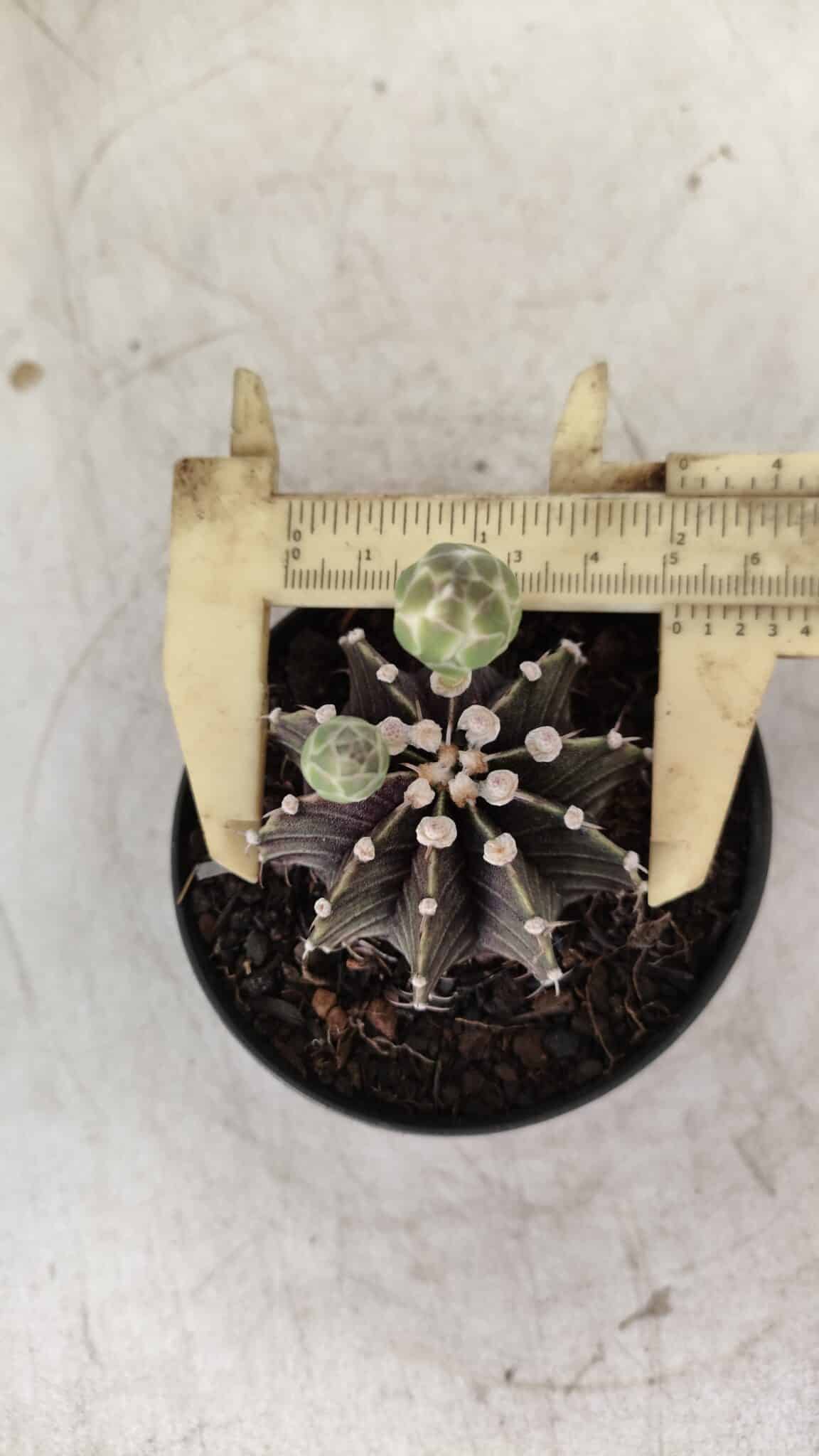 GYMNOCALYCIUM Friedrichii LB 2178 - Nº 372 – vaso 09