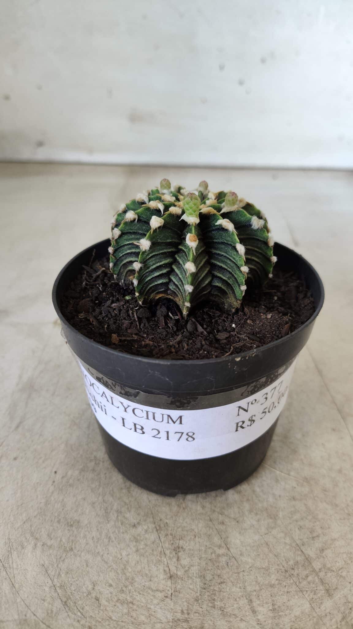 GYMNOCALYCIUM Friedrichii LB 2178 - Nº 377 – vaso 09