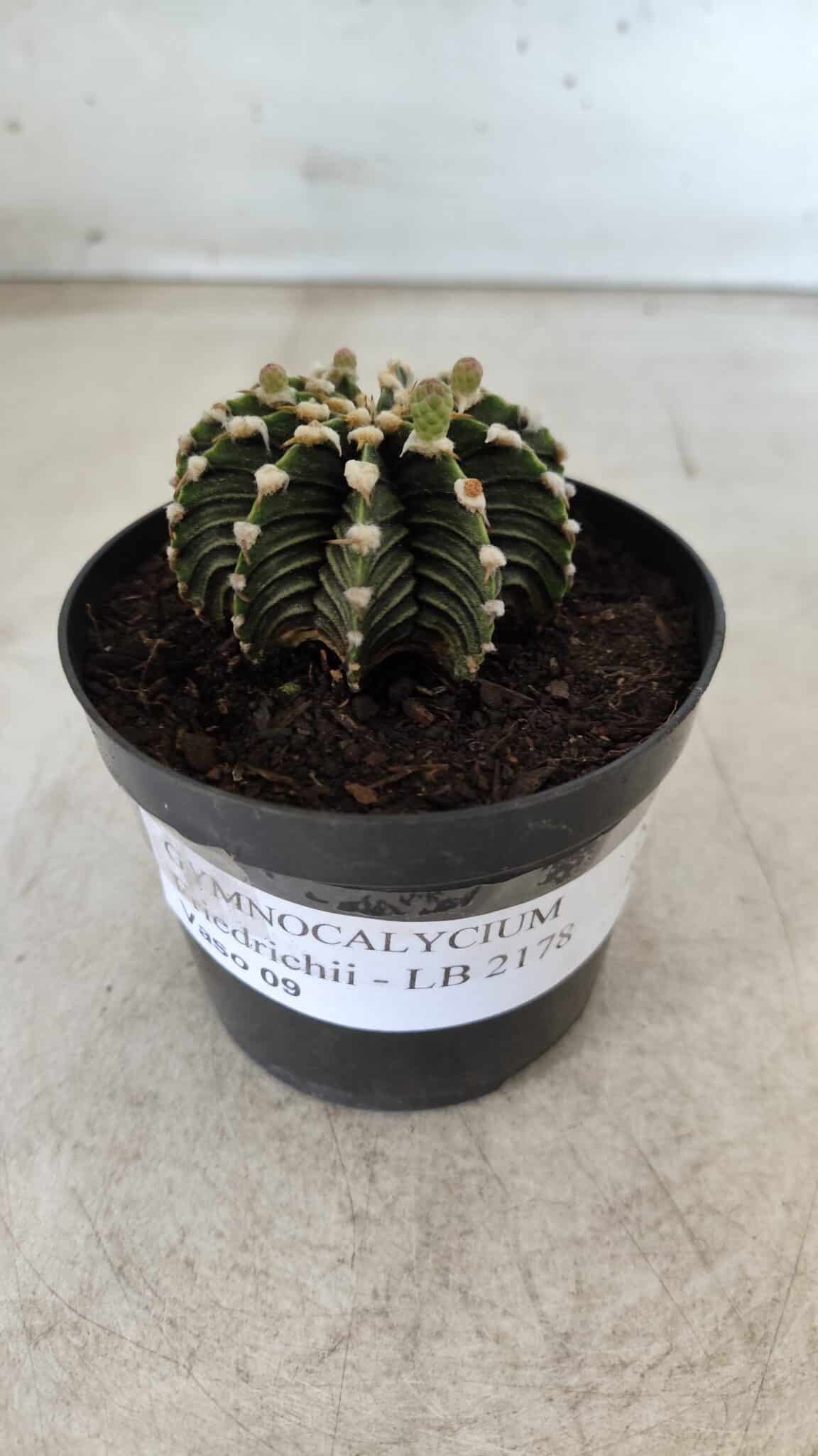 GYMNOCALYCIUM Friedrichii LB 2178 - Nº 377 – vaso 09