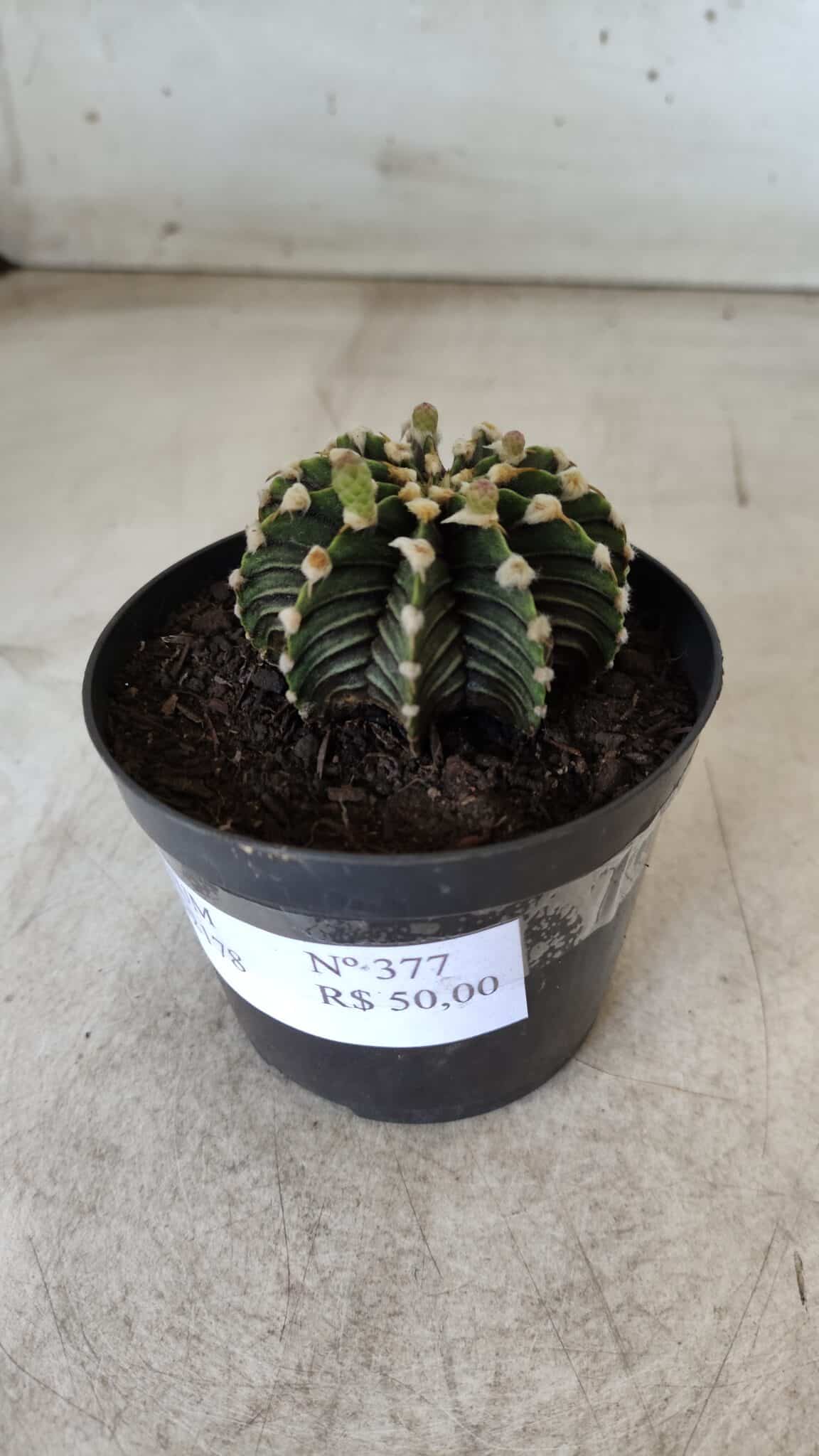 GYMNOCALYCIUM Friedrichii LB 2178 - Nº 377 – vaso 09