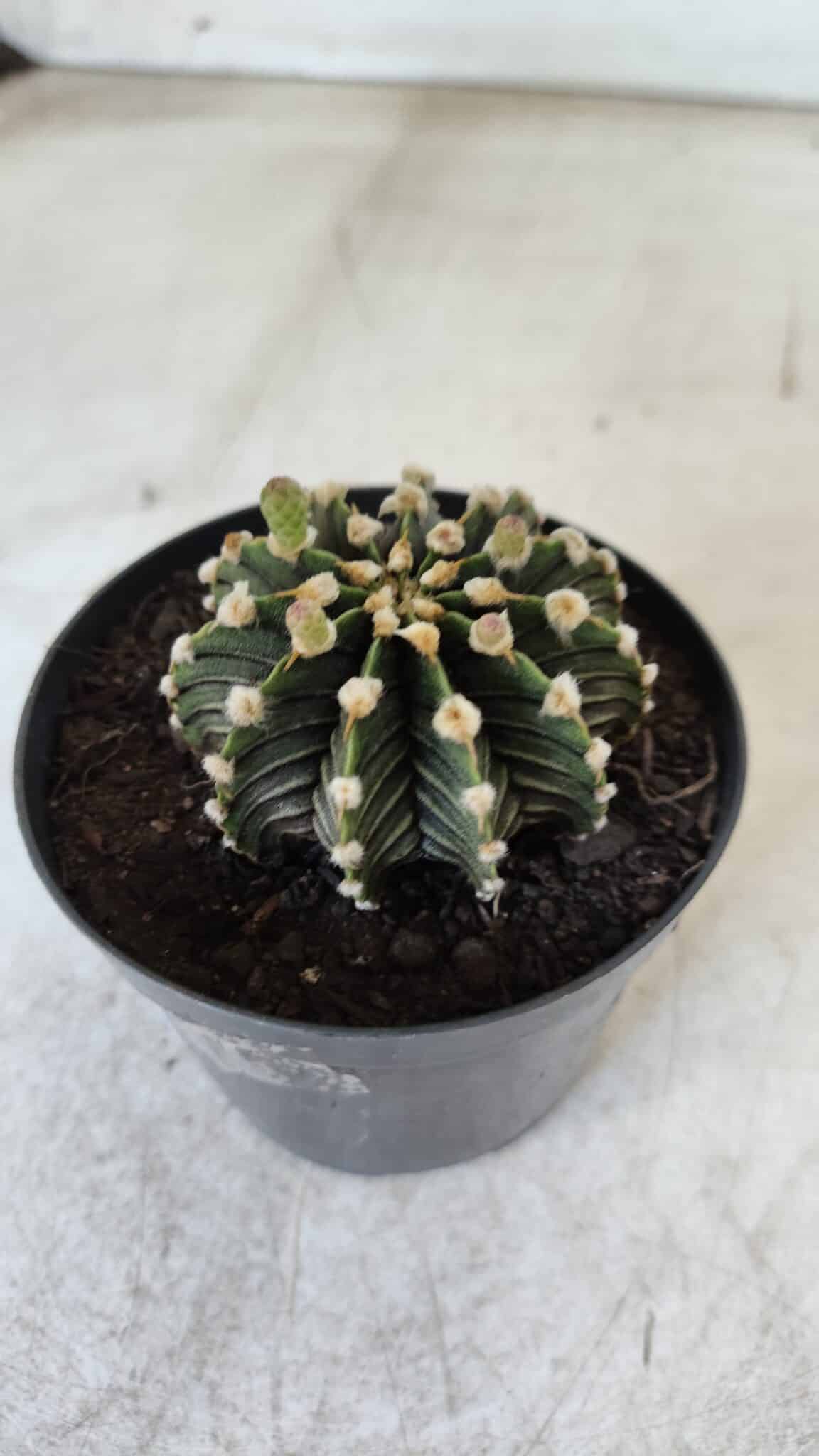 GYMNOCALYCIUM Friedrichii LB 2178 - Nº 377 – vaso 09