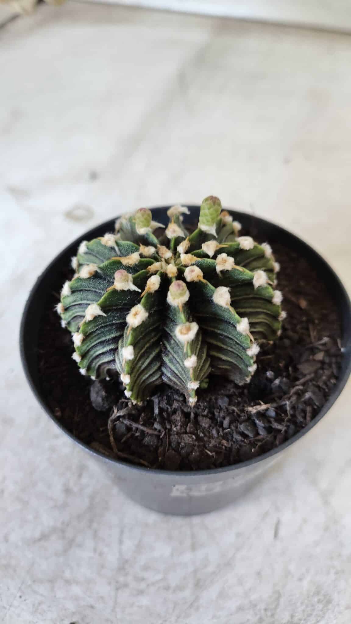 GYMNOCALYCIUM Friedrichii LB 2178 - Nº 377 – vaso 09