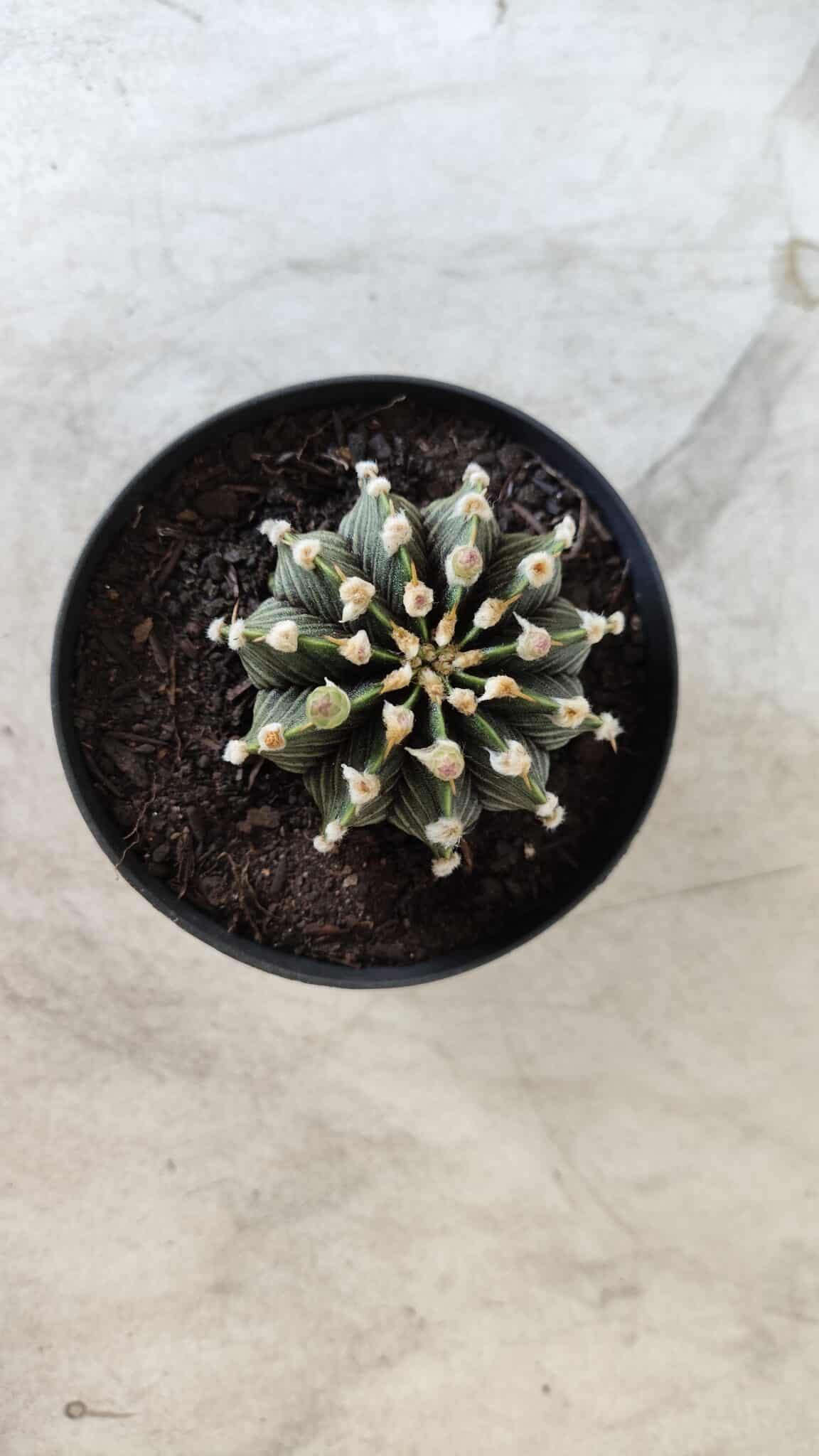 GYMNOCALYCIUM Friedrichii LB 2178 - Nº 377 – vaso 09