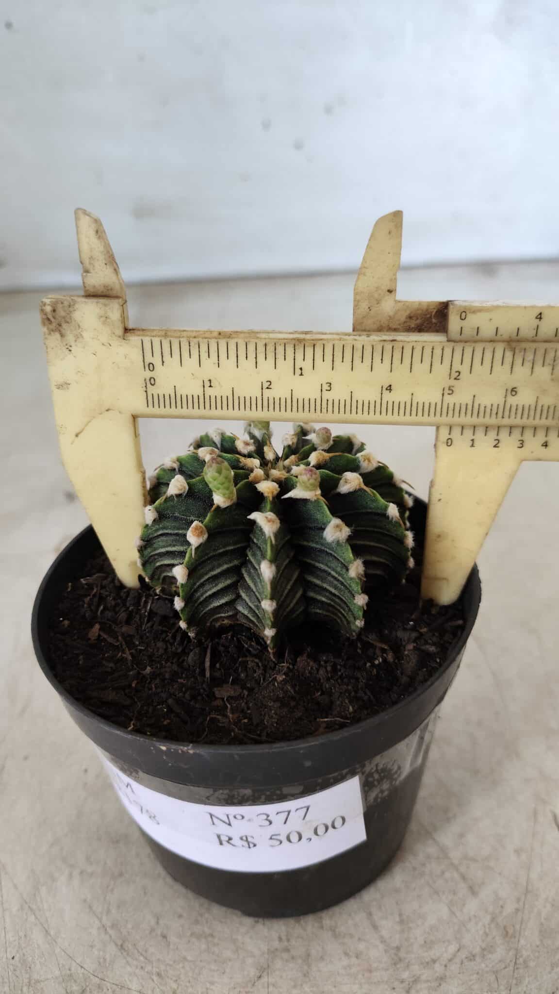 GYMNOCALYCIUM Friedrichii LB 2178 - Nº 377 – vaso 09