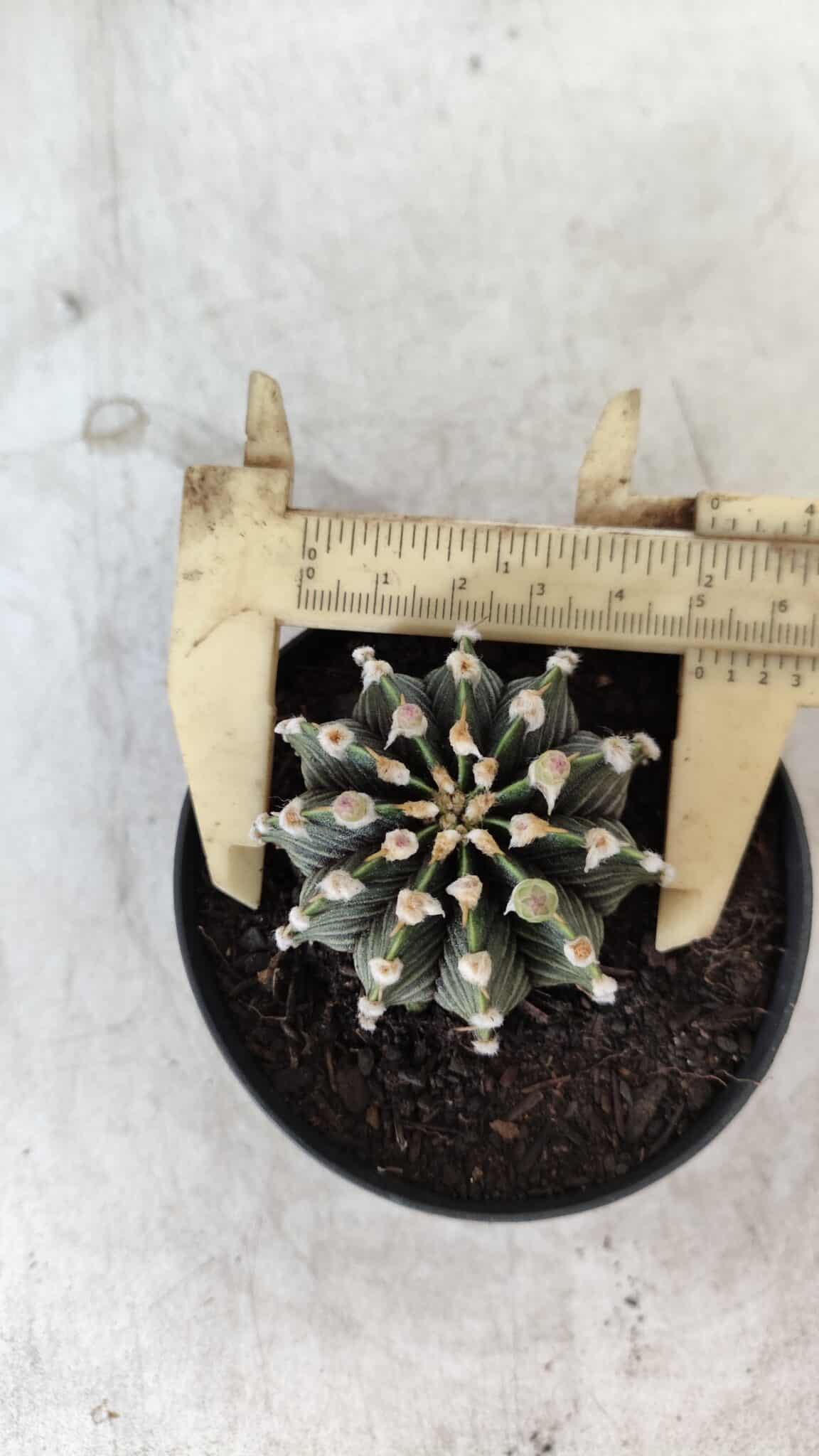 GYMNOCALYCIUM Friedrichii LB 2178 - Nº 377 – vaso 09