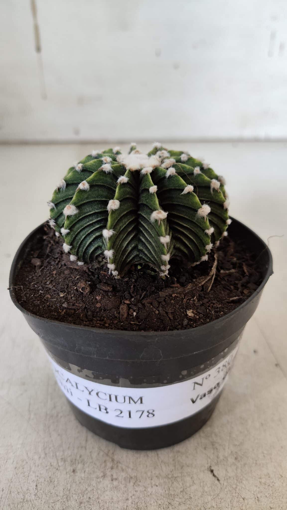 GYMNOCALYCIUM Friedrichii LB 2178 - Nº 380 – vaso 09
