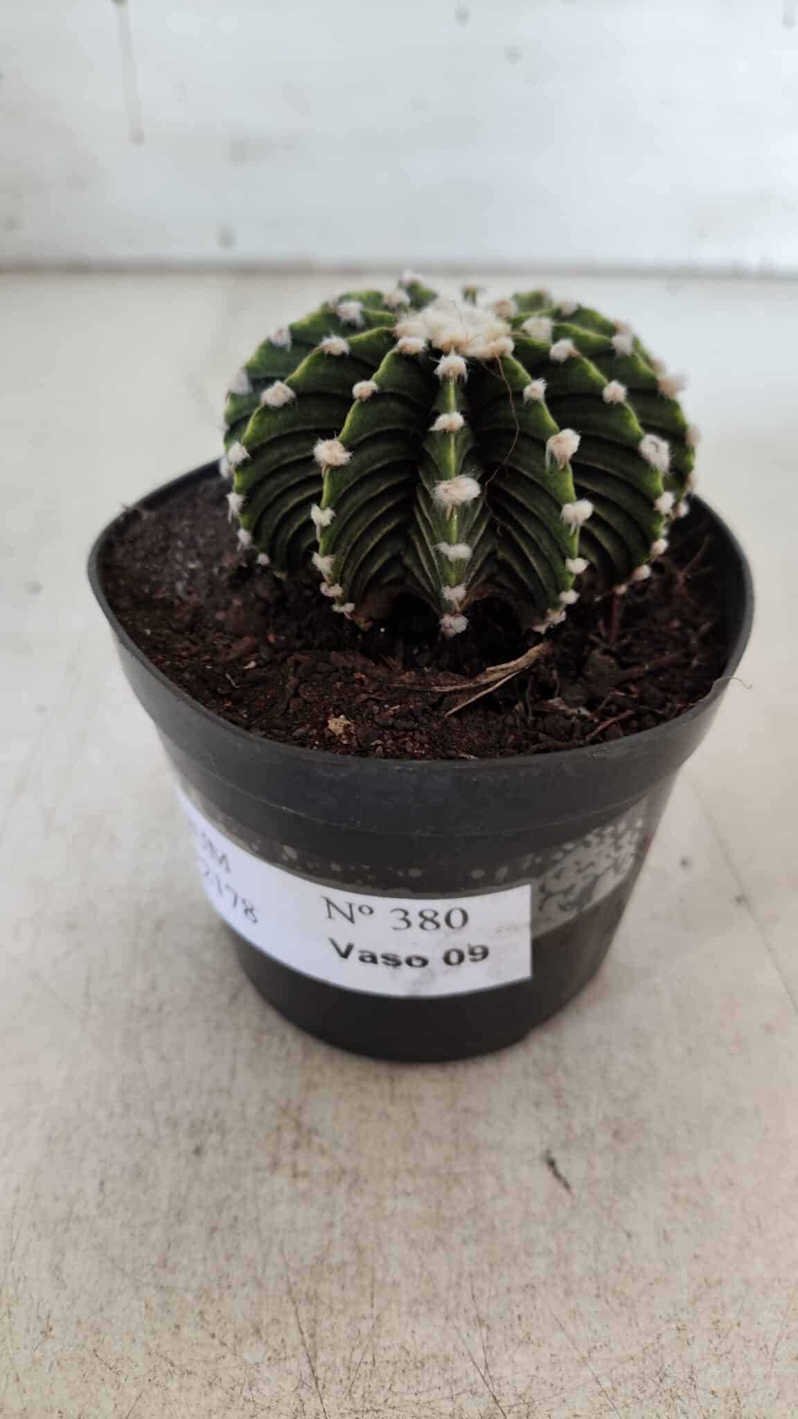 GYMNOCALYCIUM Friedrichii LB 2178 - Nº 380 – vaso 09