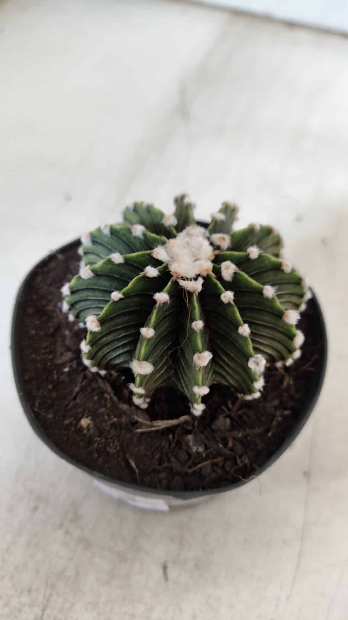 GYMNOCALYCIUM Friedrichii LB 2178 - Nº 380 – vaso 09