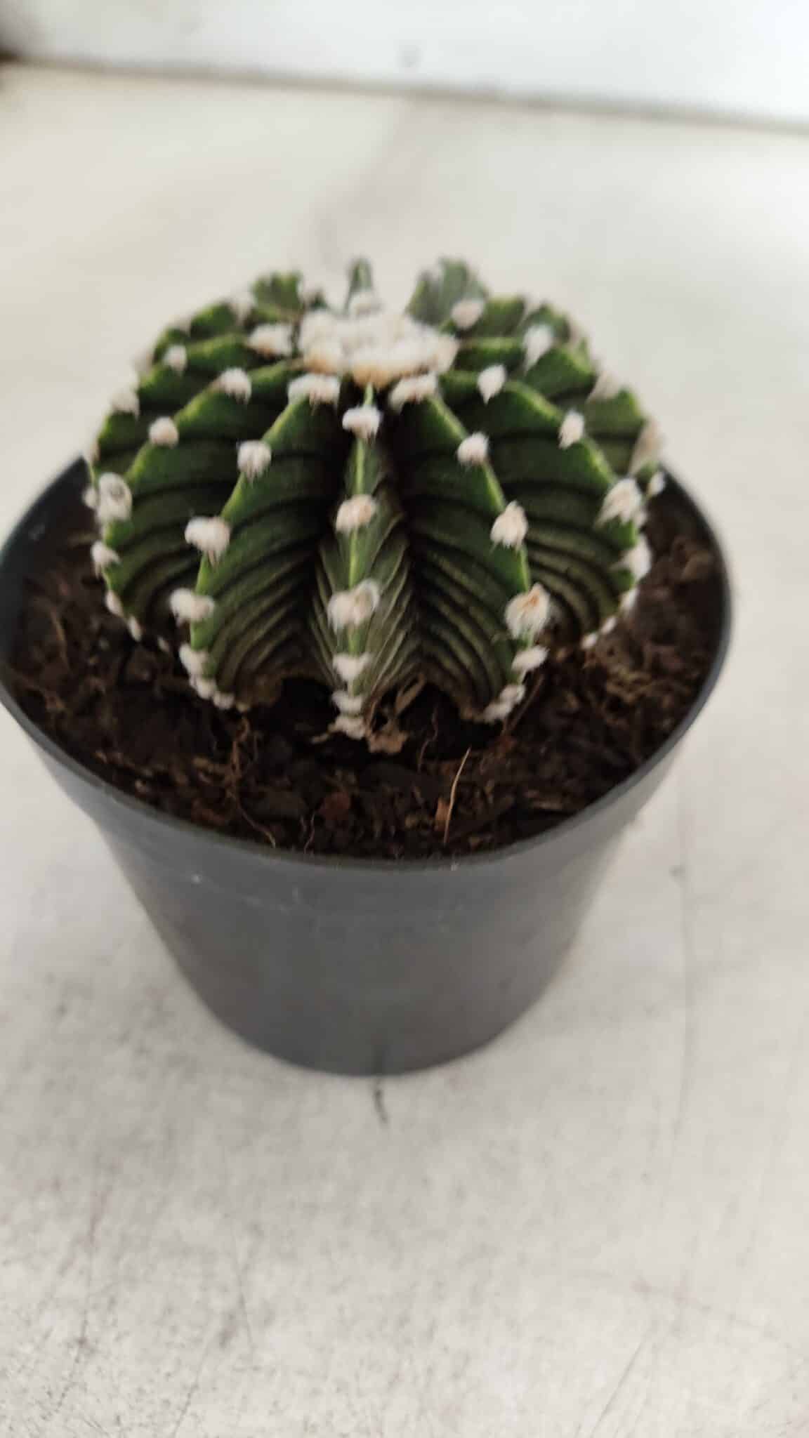 GYMNOCALYCIUM Friedrichii LB 2178 - Nº 380 – vaso 09