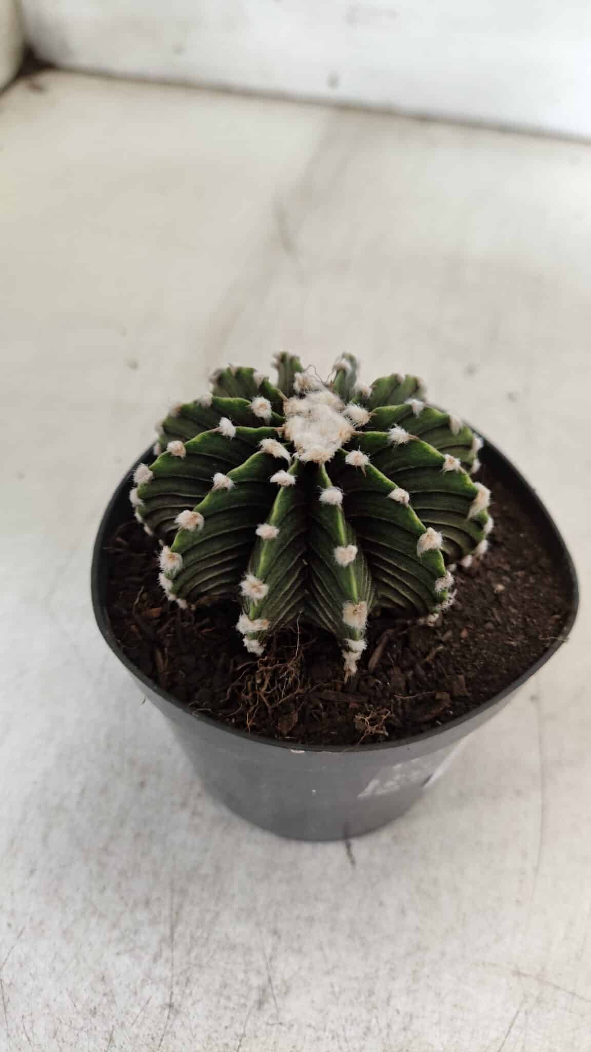 GYMNOCALYCIUM Friedrichii LB 2178 - Nº 380 – vaso 09
