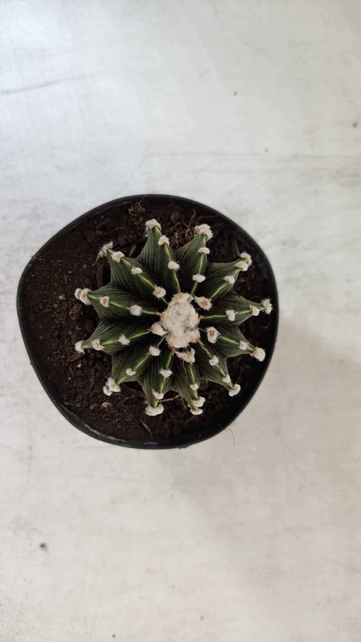 GYMNOCALYCIUM Friedrichii LB 2178 - Nº 380 – vaso 09