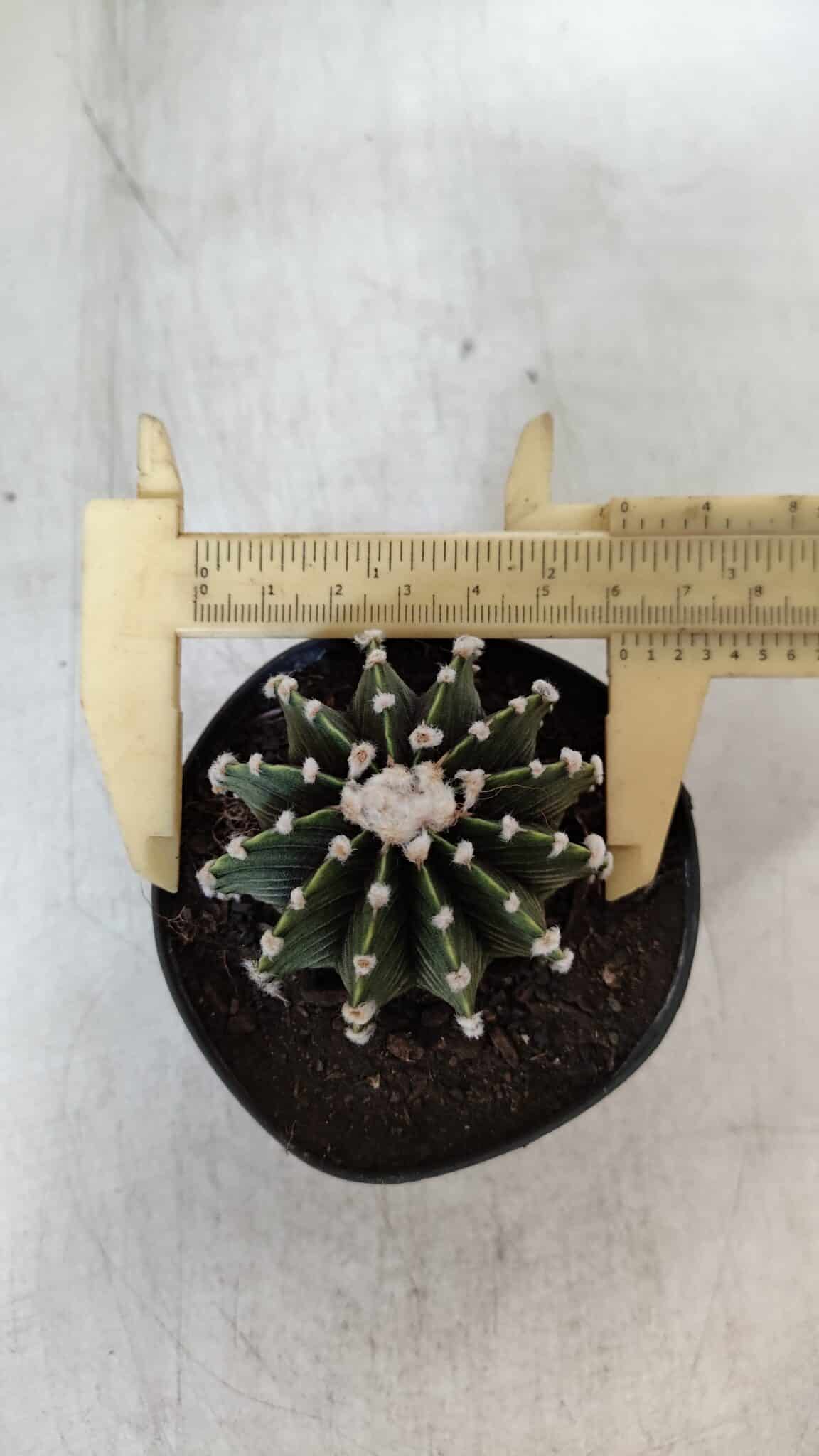 GYMNOCALYCIUM Friedrichii LB 2178 - Nº 380 – vaso 09
