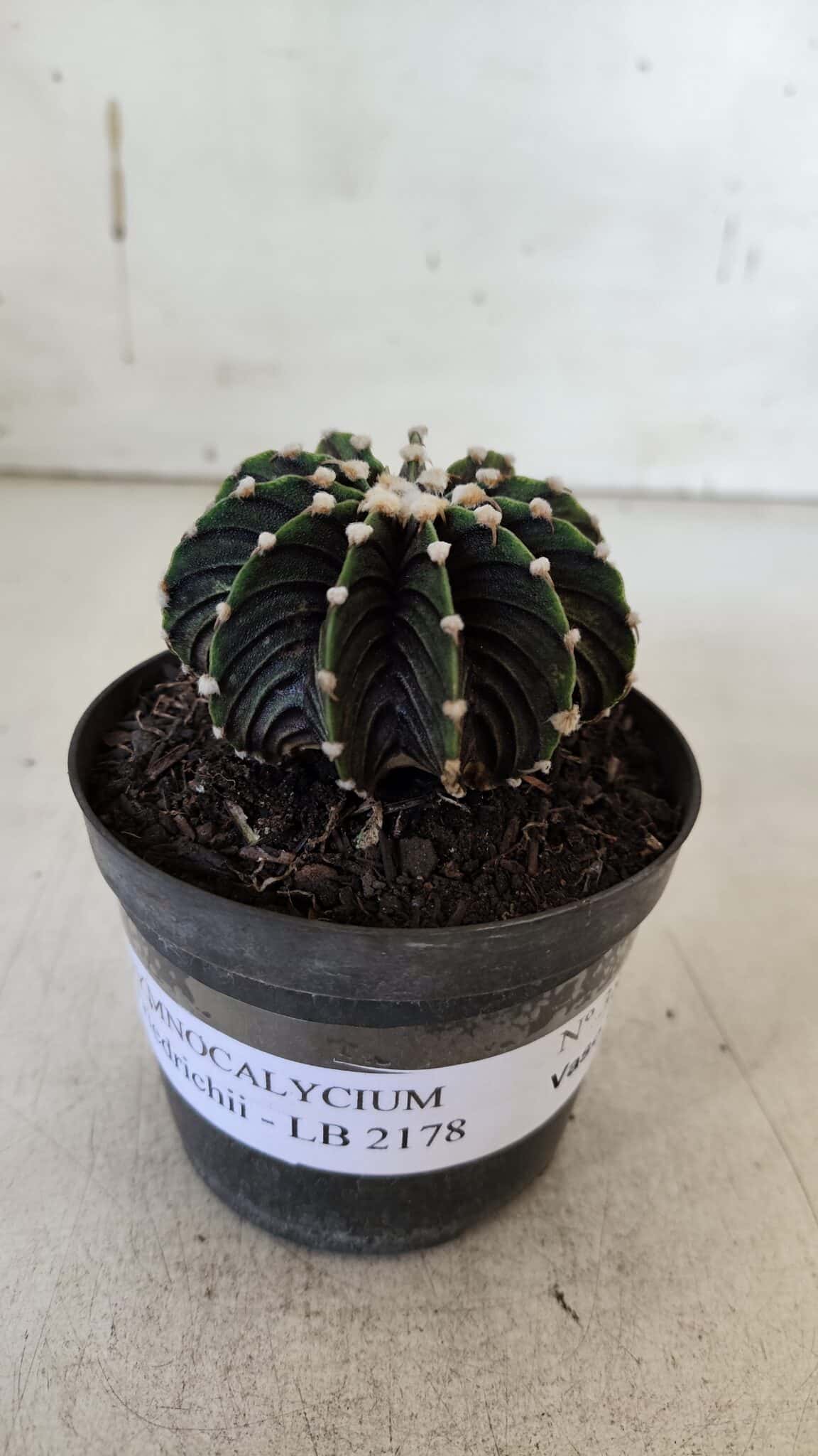 GYMNOCALYCIUM Friedrichii LB 2178 - Nº 381 – vaso 09