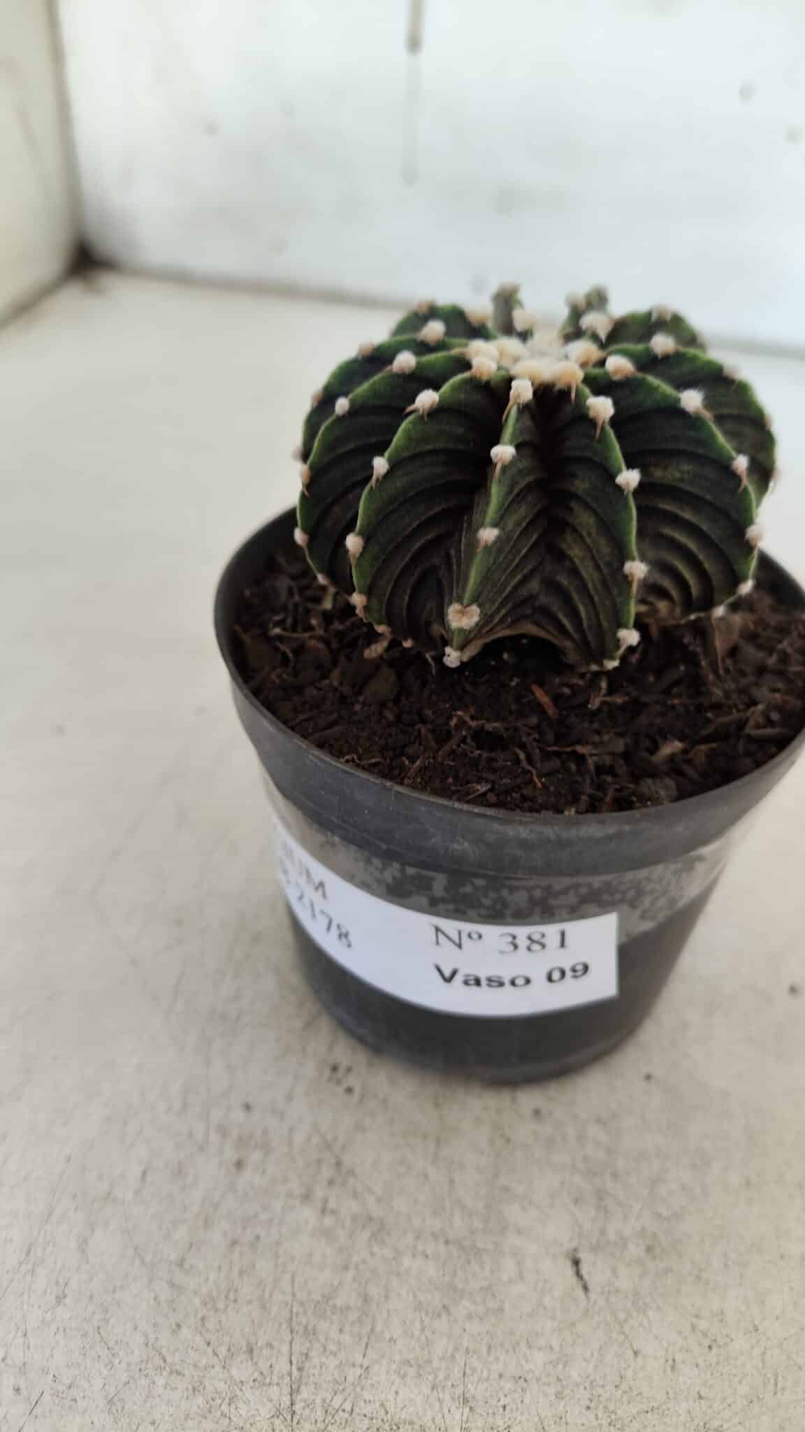 GYMNOCALYCIUM Friedrichii LB 2178 - Nº 381 – vaso 09
