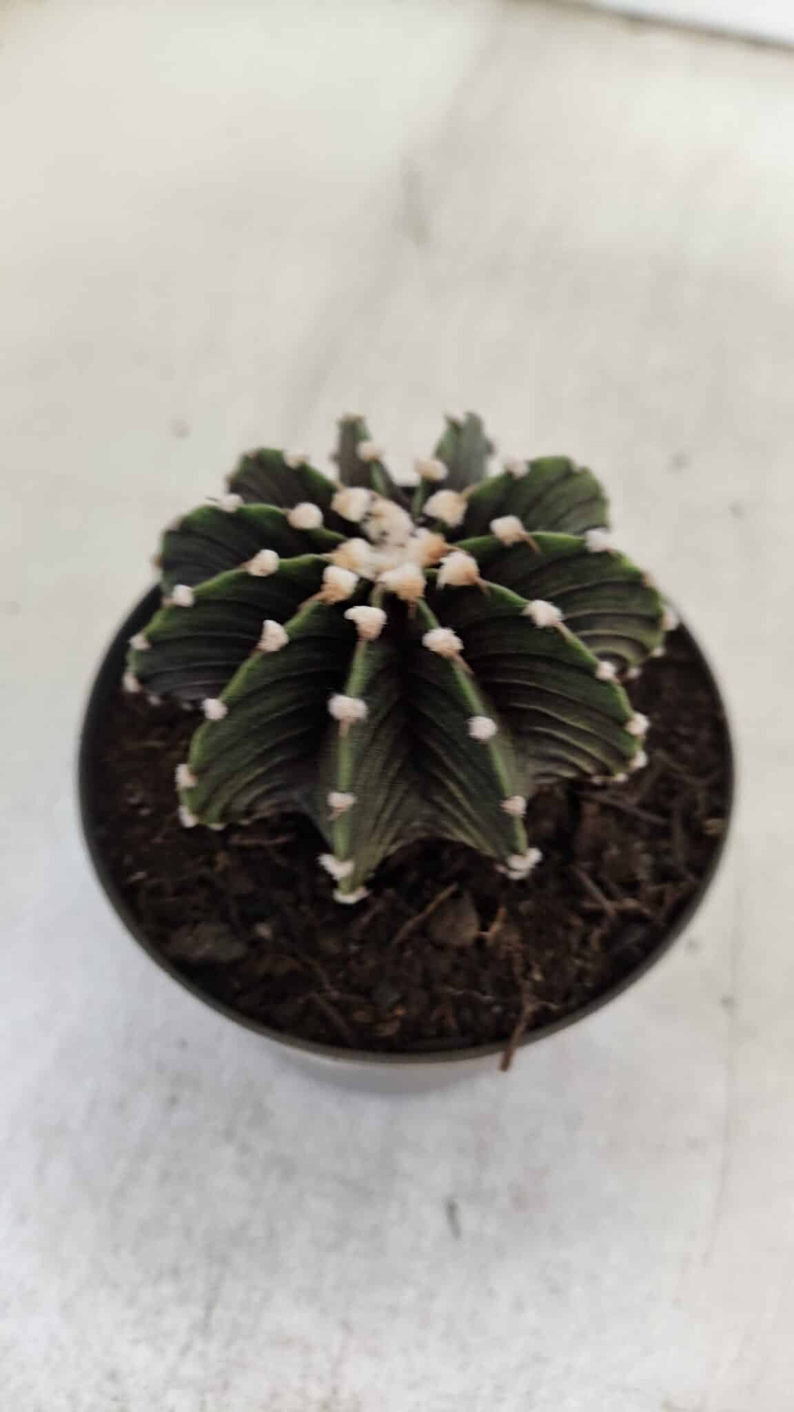 GYMNOCALYCIUM Friedrichii LB 2178 - Nº 381 – vaso 09