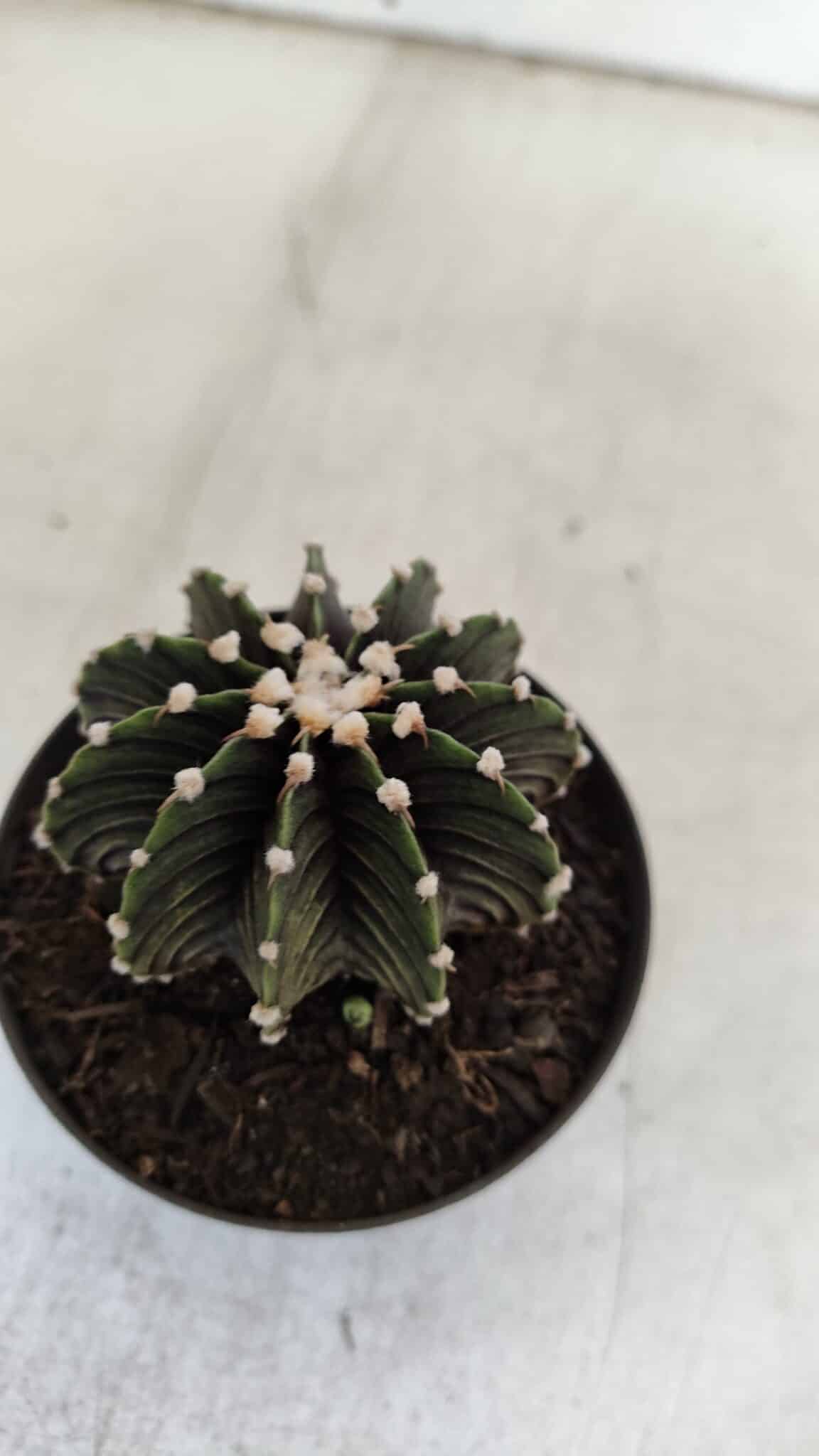 GYMNOCALYCIUM Friedrichii LB 2178 - Nº 381 – vaso 09