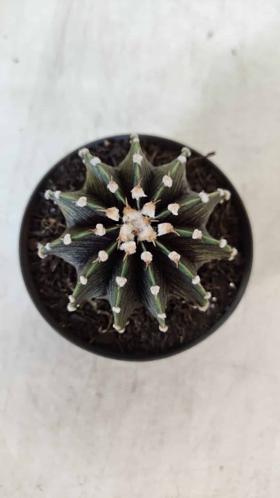 GYMNOCALYCIUM Friedrichii LB 2178 - Nº 381 – vaso 09