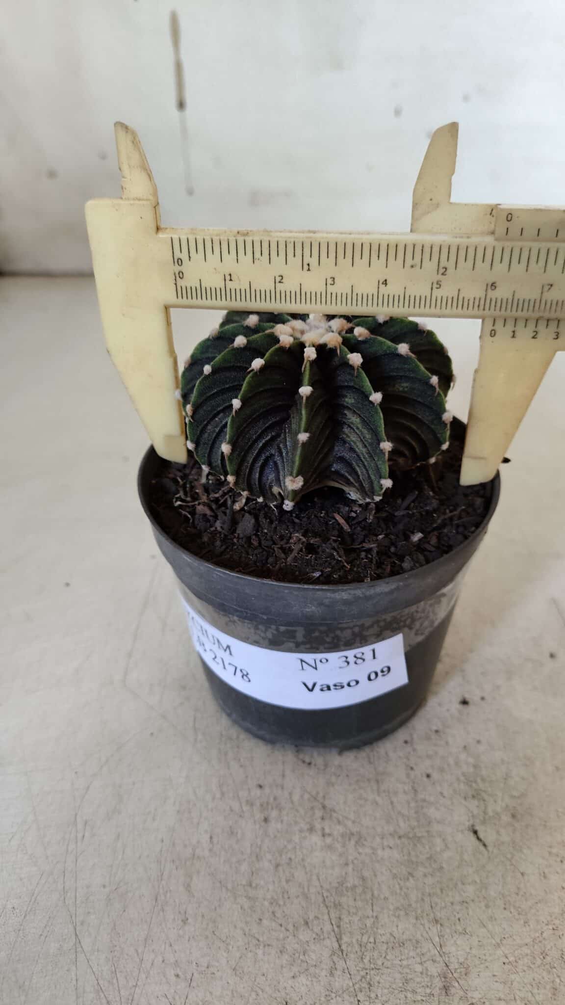 GYMNOCALYCIUM Friedrichii LB 2178 - Nº 381 – vaso 09