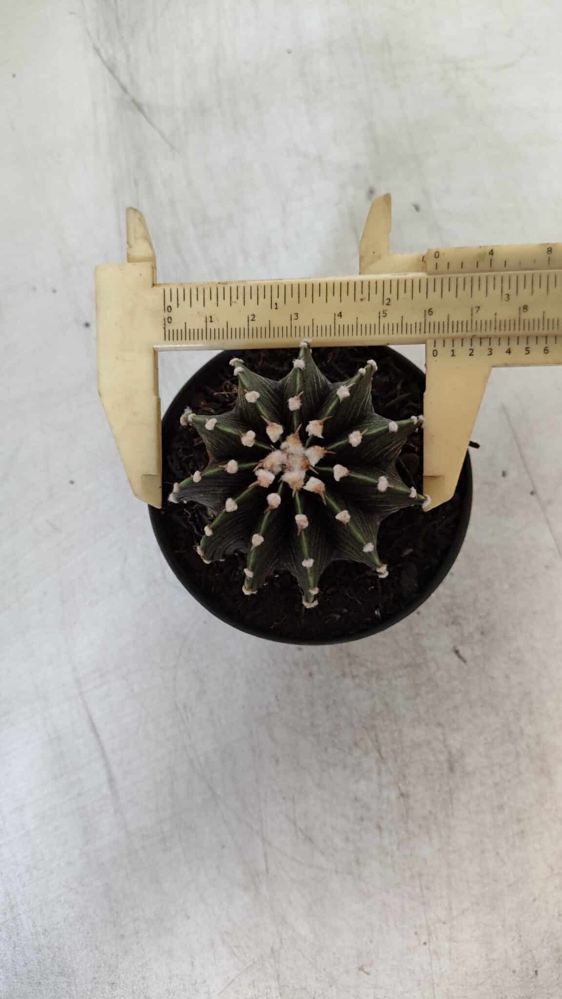 GYMNOCALYCIUM Friedrichii LB 2178 - Nº 381 – vaso 09