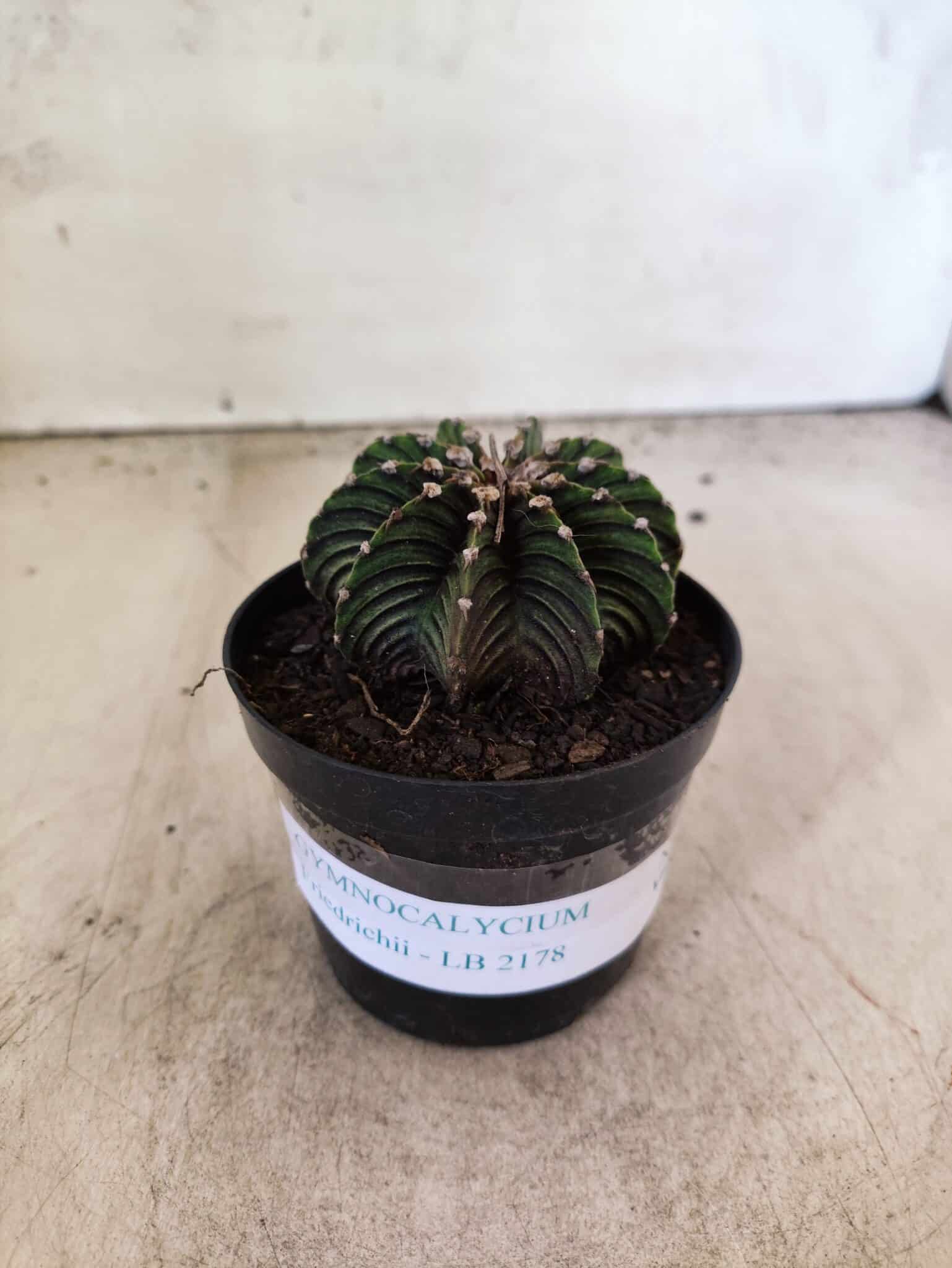 GYMNOCALYCIUM Friedrichii LB 2178 - Nº 596 – vaso 09 - foto 2