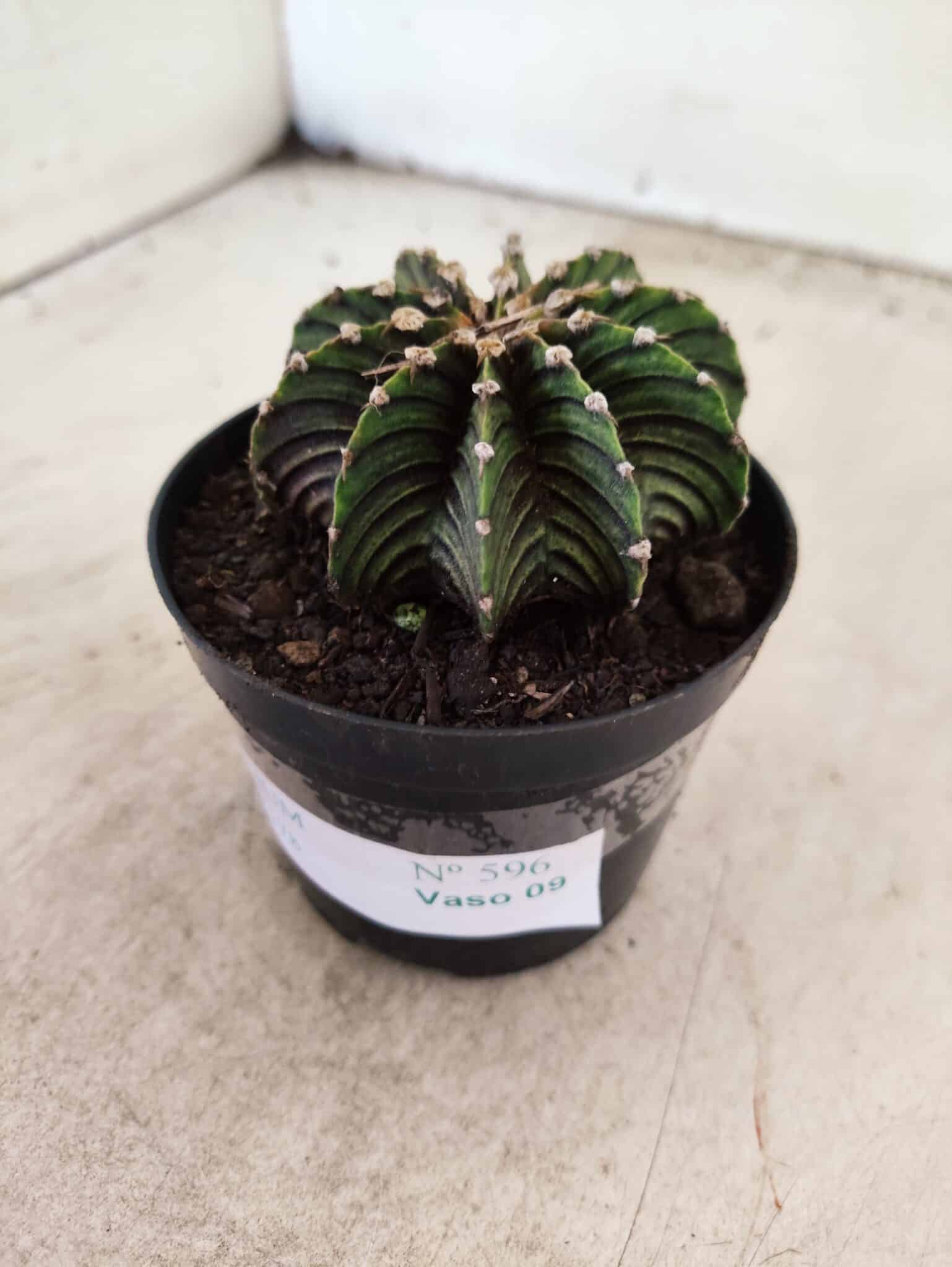 GYMNOCALYCIUM Friedrichii LB 2178 - Nº 596 – vaso 09 - foto 7
