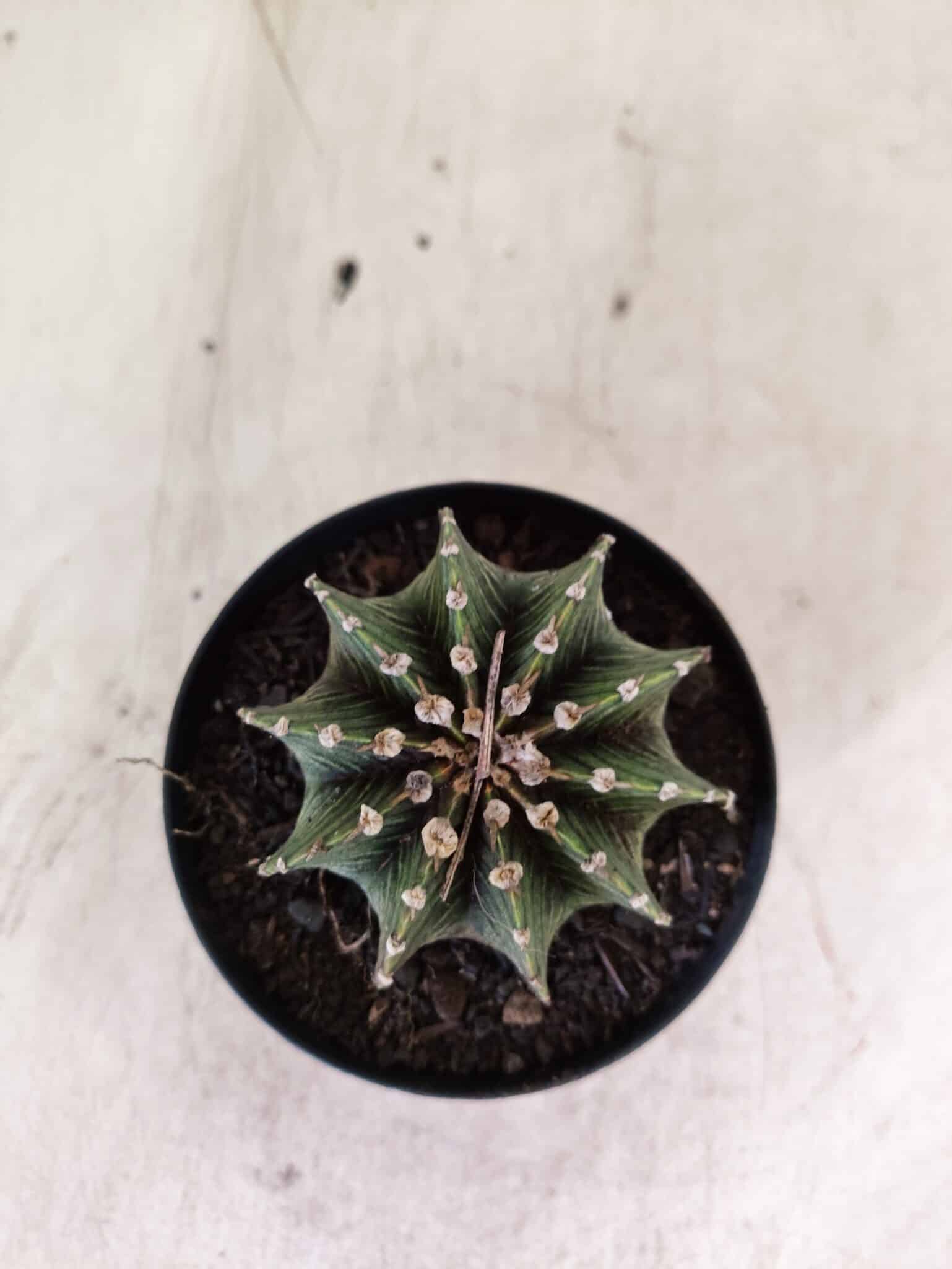 GYMNOCALYCIUM Friedrichii LB 2178 - Nº 596 – vaso 09 - foto 3