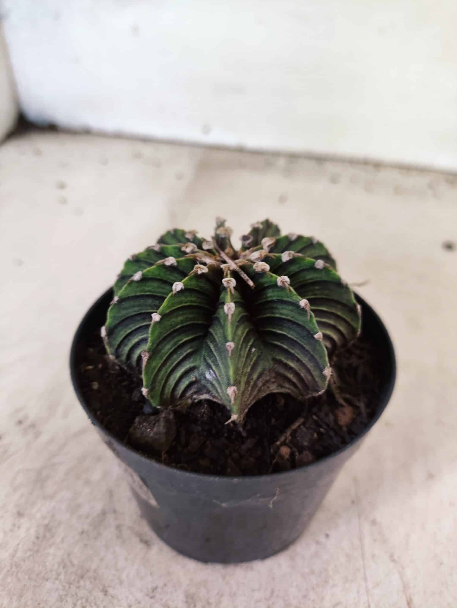 GYMNOCALYCIUM Friedrichii LB 2178 - Nº 596 – vaso 09 - foto 6