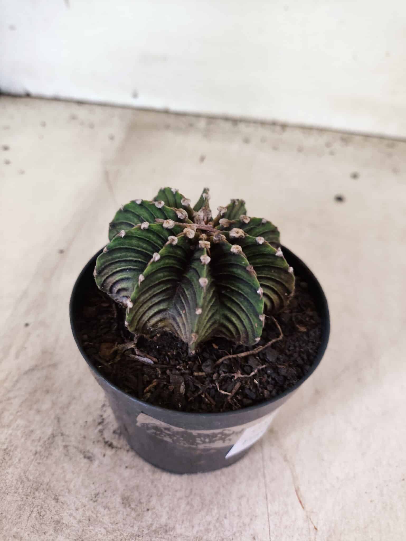 GYMNOCALYCIUM Friedrichii LB 2178 - Nº 596 – vaso 09 - foto 5
