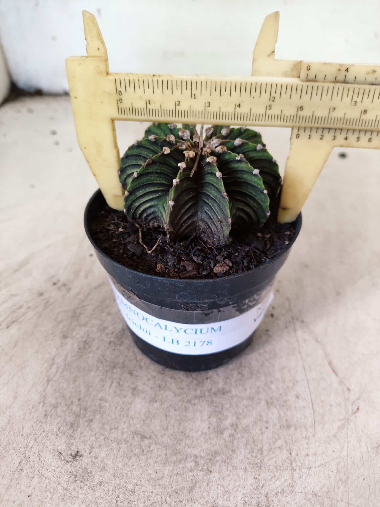 GYMNOCALYCIUM Friedrichii LB 2178 - Nº 596 – vaso 09 - foto 4