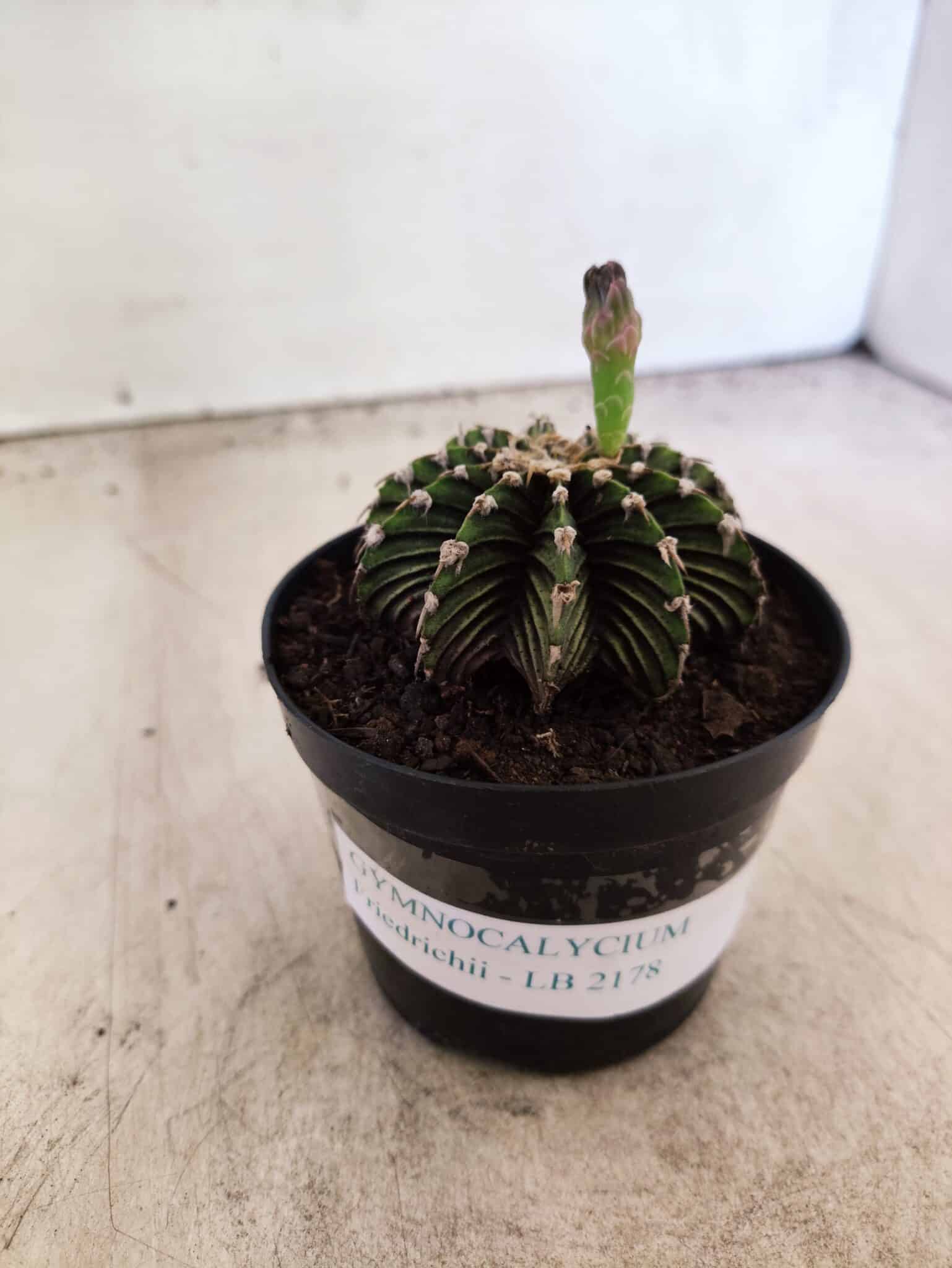 GYMNOCALYCIUM Friedrichii LB 2178 - Nº 598 – vaso 09 - foto 2