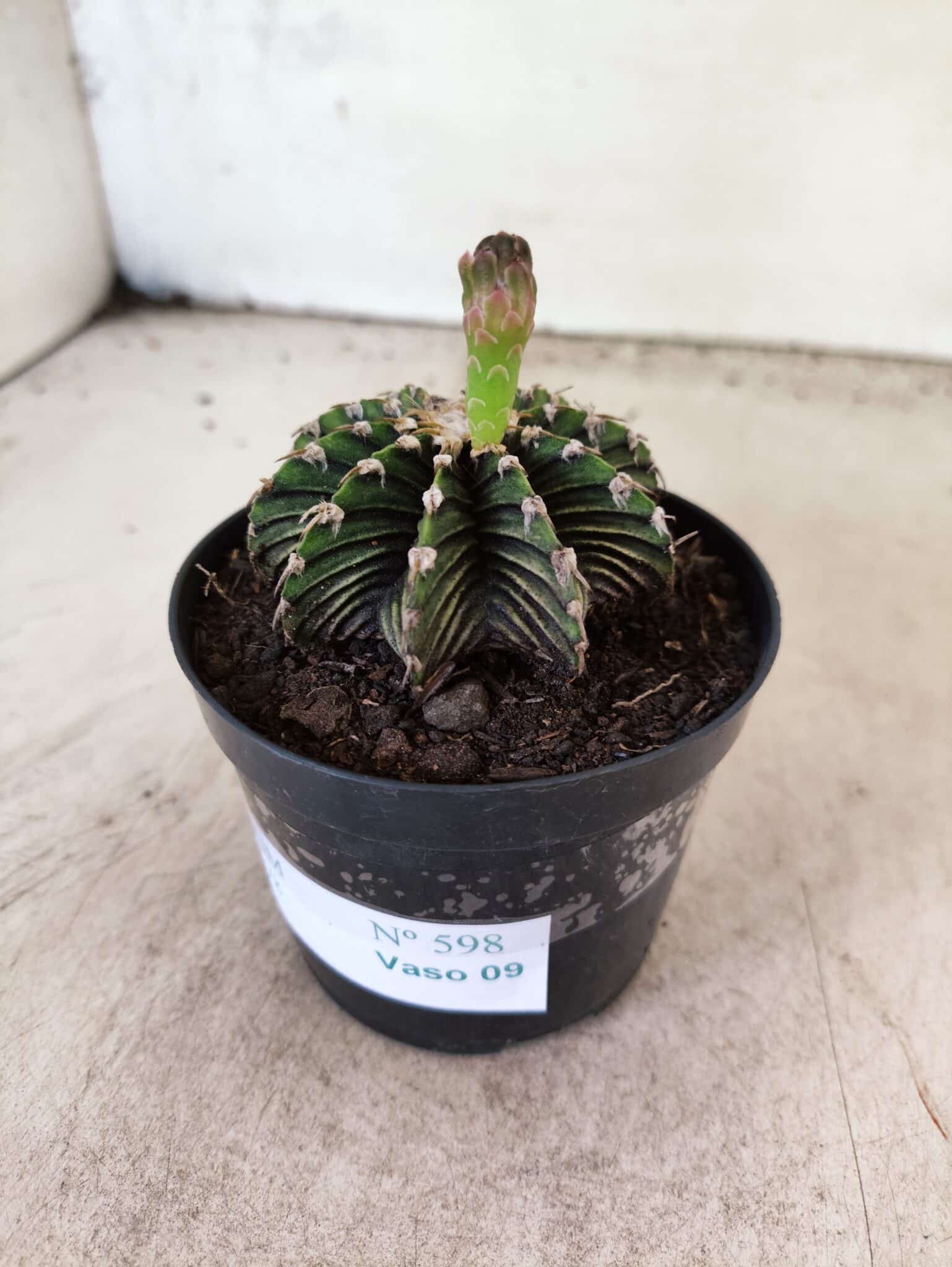 GYMNOCALYCIUM Friedrichii LB 2178 - Nº 598 – vaso 09 - foto 5