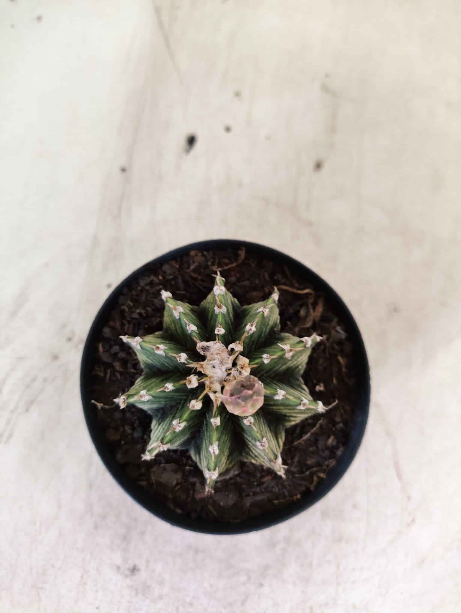 GYMNOCALYCIUM Friedrichii LB 2178 - Nº 598 – vaso 09 - foto 3