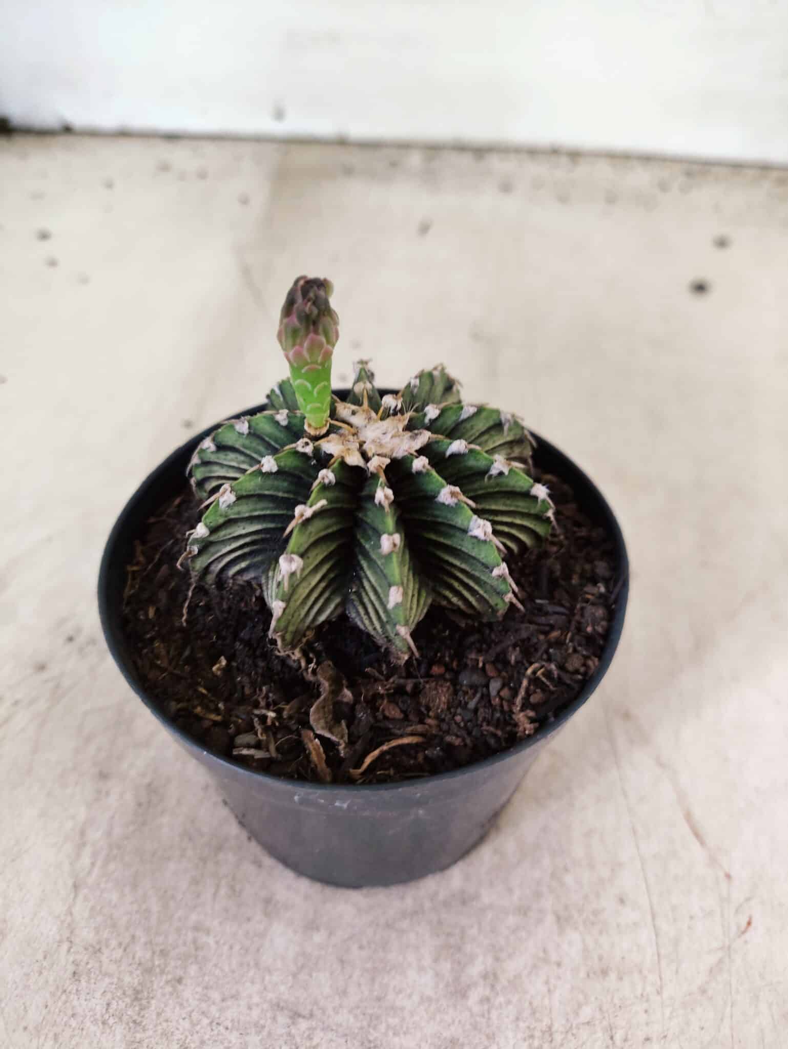 GYMNOCALYCIUM Friedrichii LB 2178 - Nº 598 – vaso 09 - foto 6