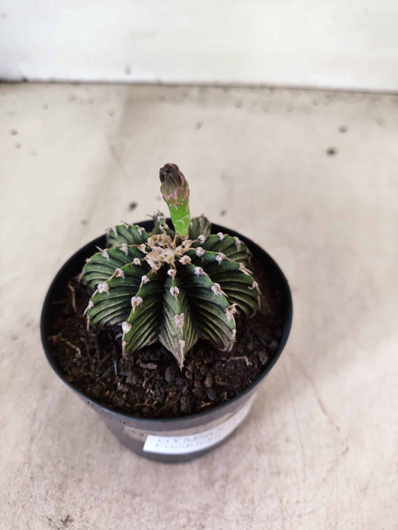 GYMNOCALYCIUM Friedrichii LB 2178 - Nº 598 – vaso 09 - foto 7