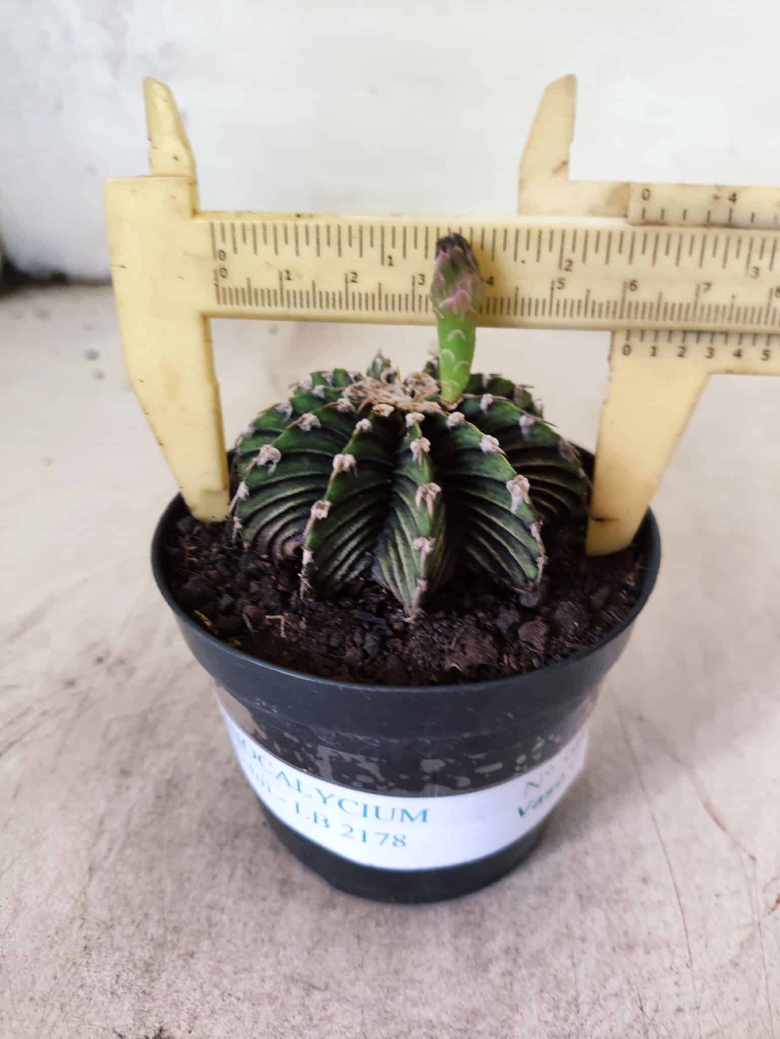 GYMNOCALYCIUM Friedrichii LB 2178 - Nº 598 – vaso 09 - foto 4