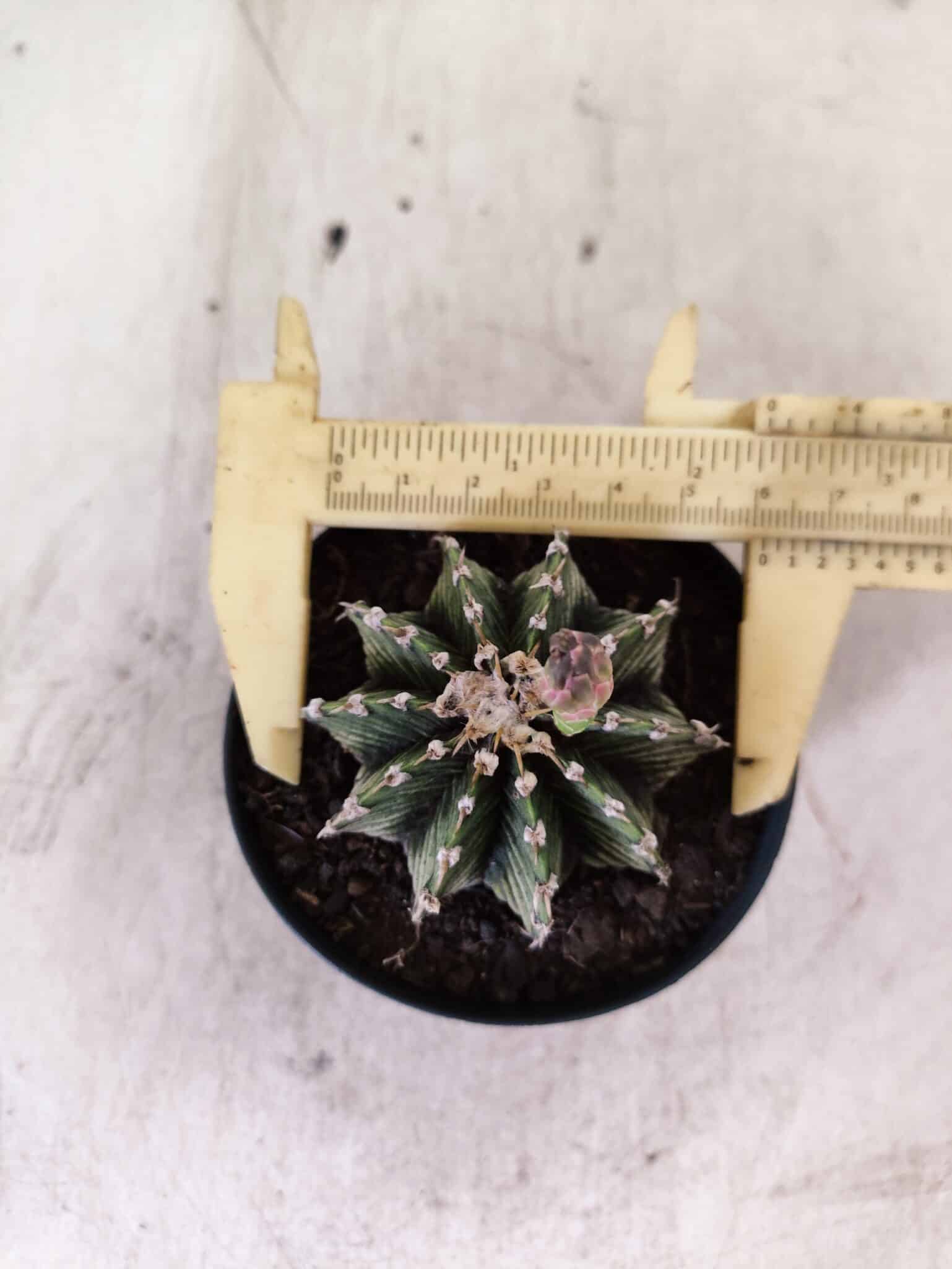 GYMNOCALYCIUM Friedrichii LB 2178 - Nº 598 – vaso 09 - foto 8