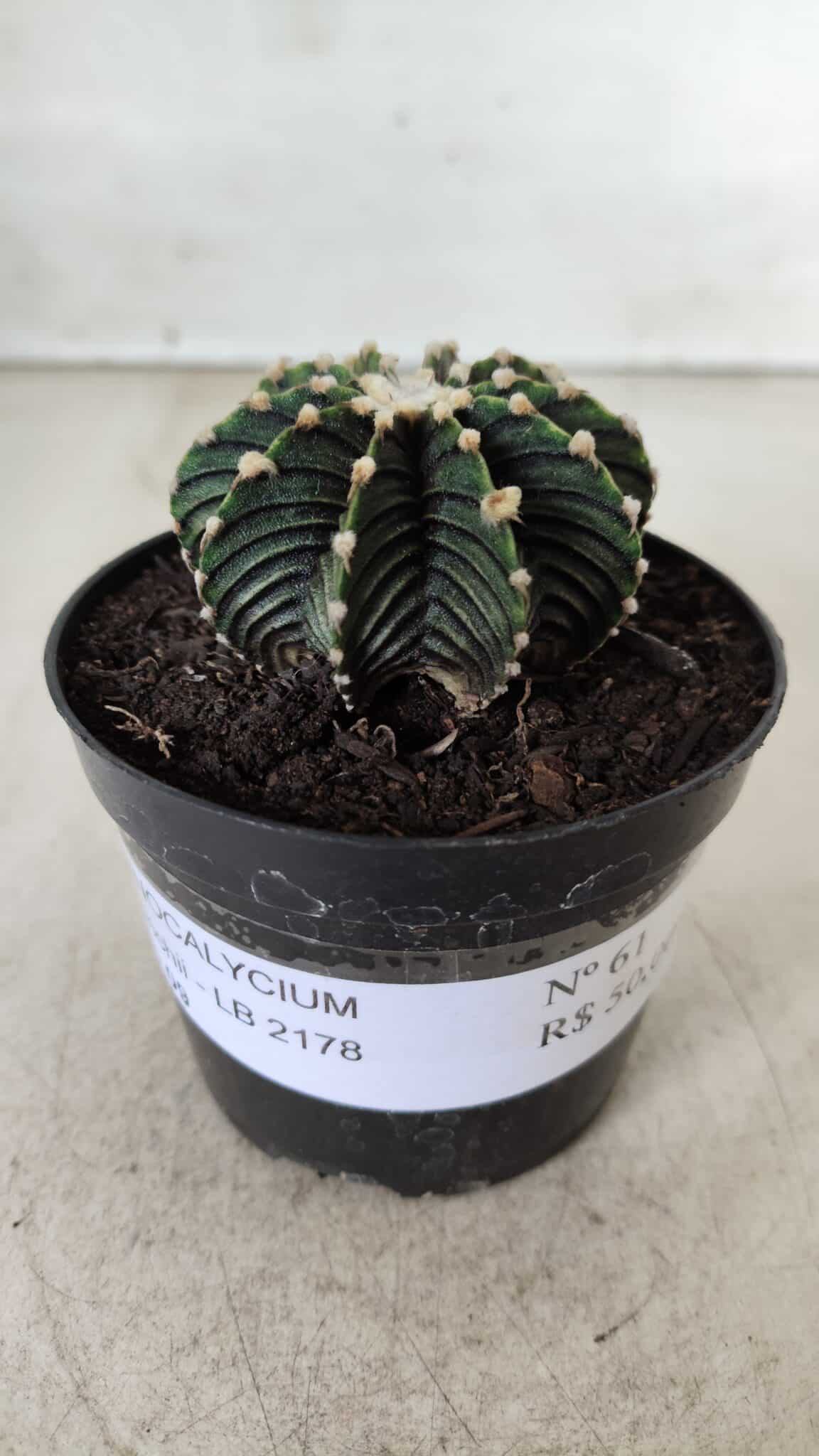 GYMNOCALYCIUM Friedrichii LB 2178 - Nº 61 – vaso 09