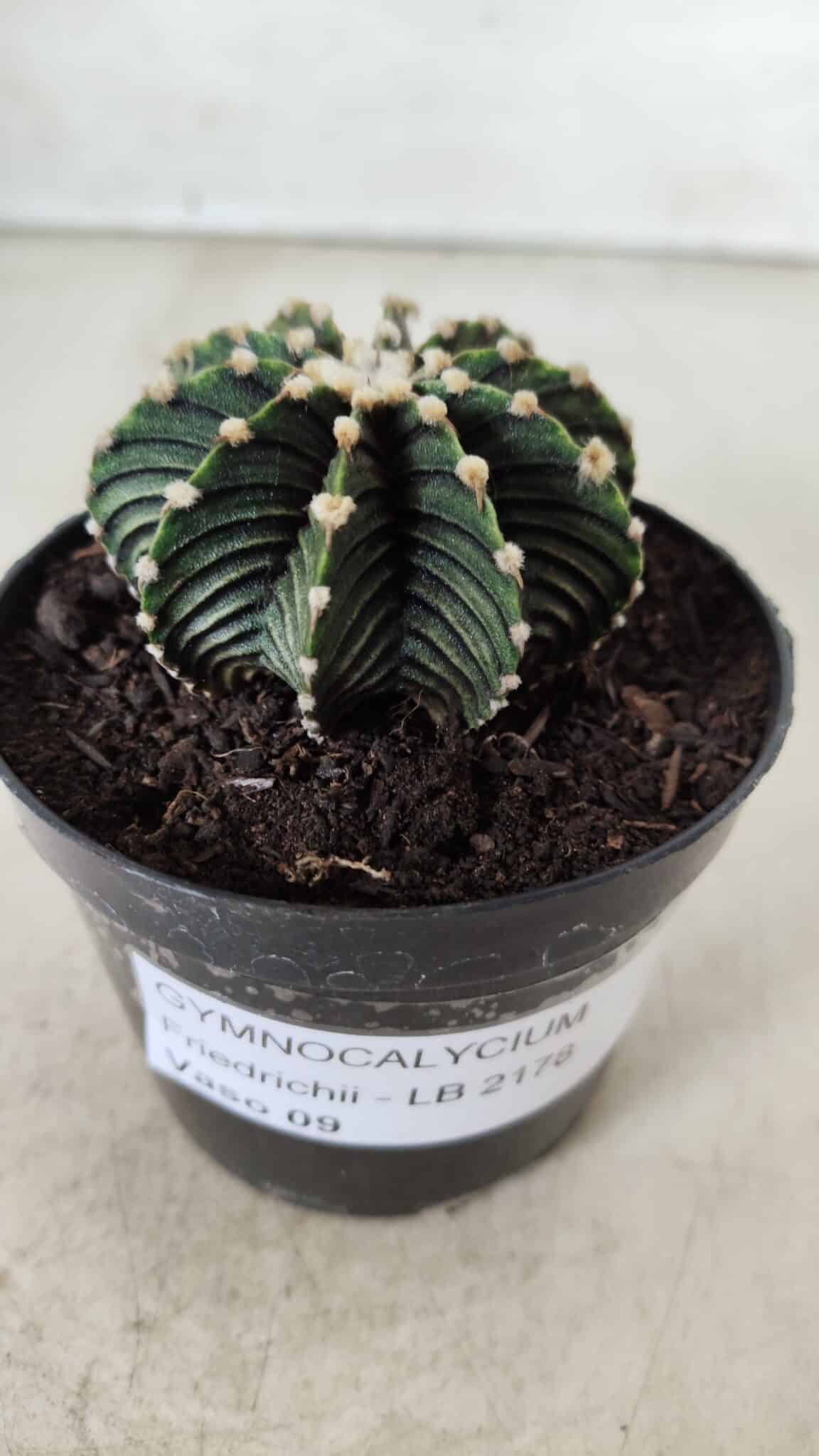 GYMNOCALYCIUM Friedrichii LB 2178 - Nº 61 – vaso 09