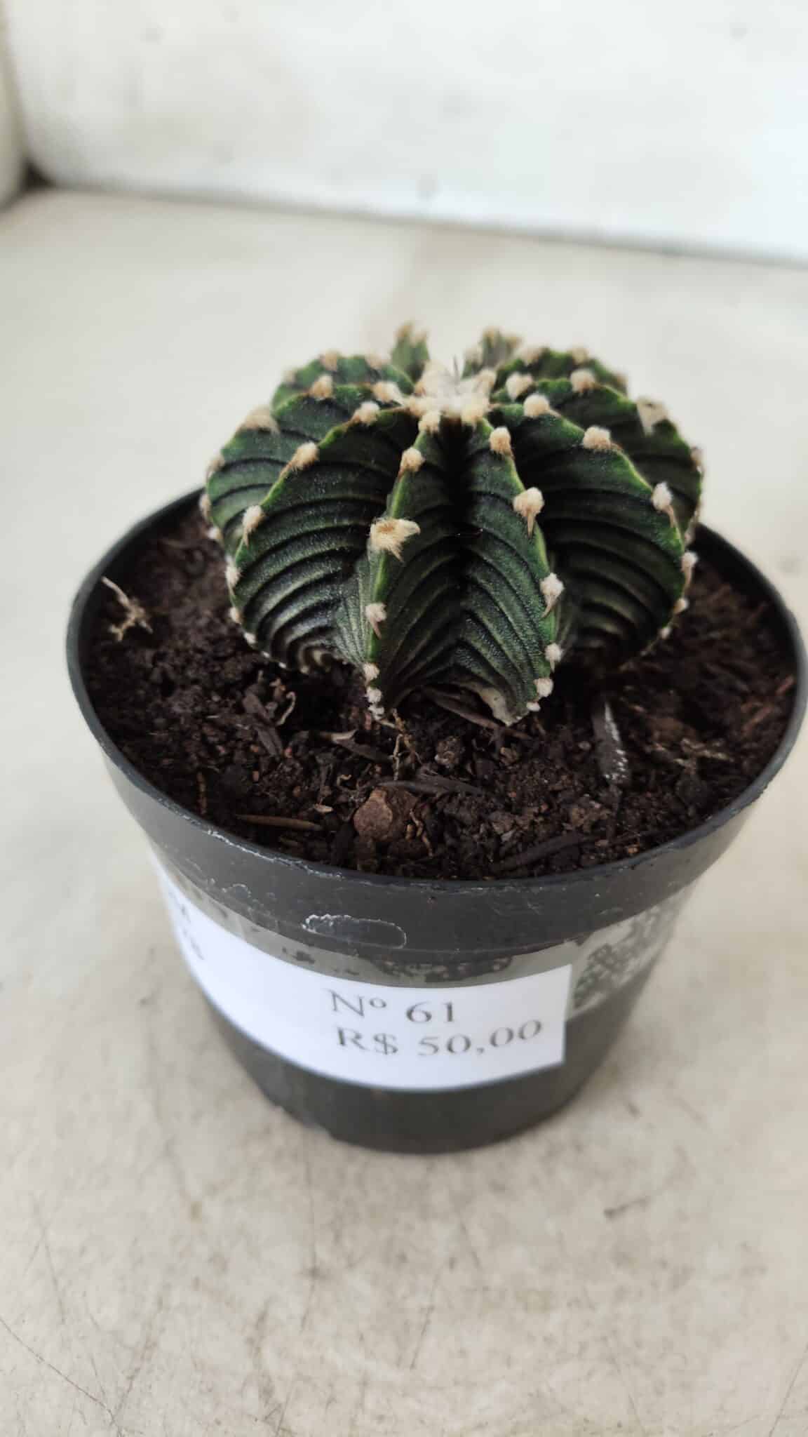 GYMNOCALYCIUM Friedrichii LB 2178 - Nº 61 – vaso 09