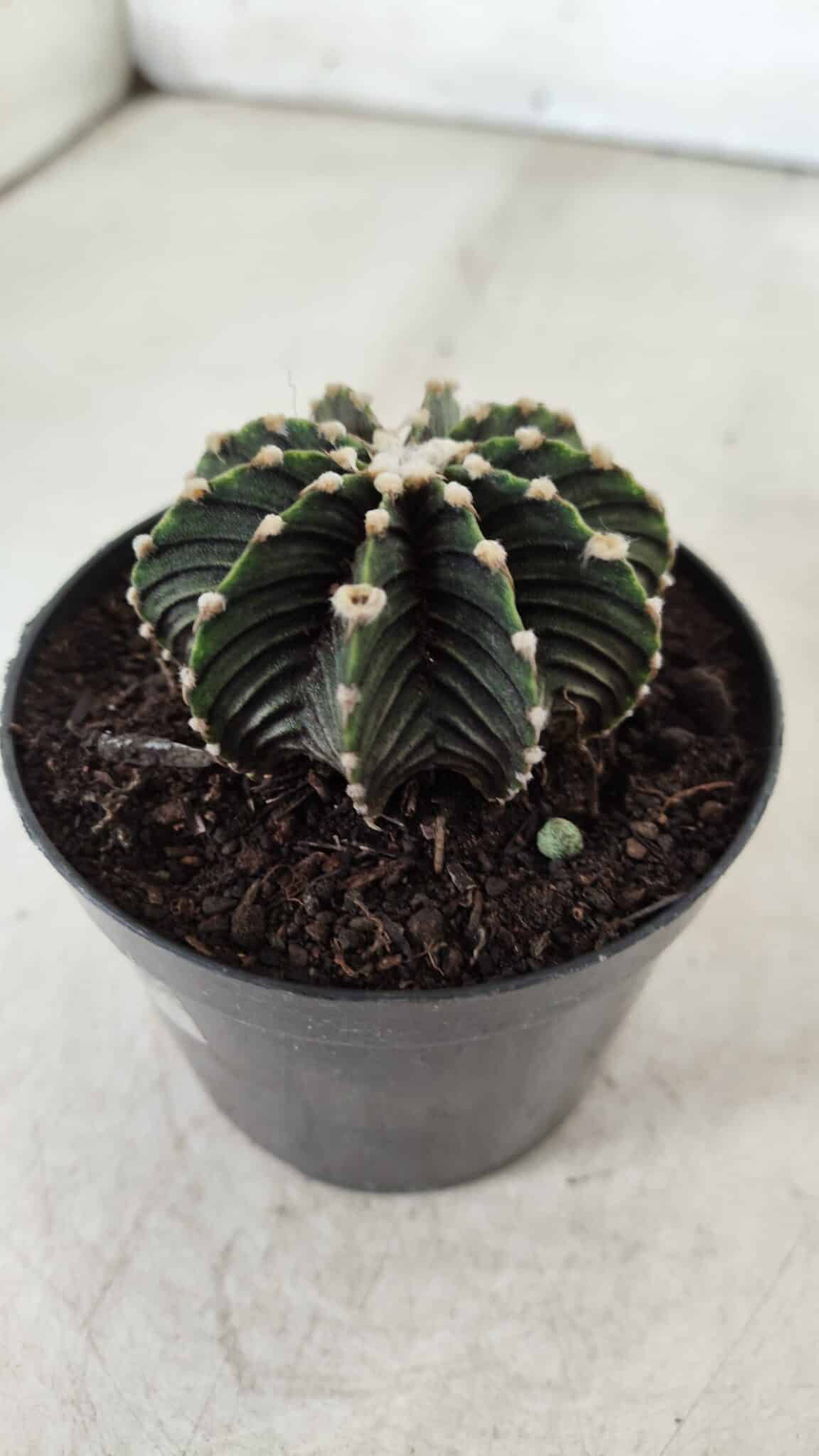 GYMNOCALYCIUM Friedrichii LB 2178 - Nº 61 – vaso 09