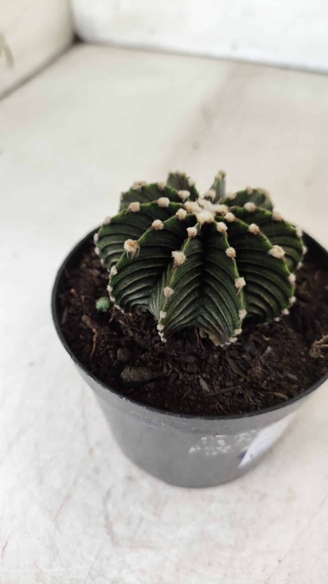 GYMNOCALYCIUM Friedrichii LB 2178 - Nº 61 – vaso 09