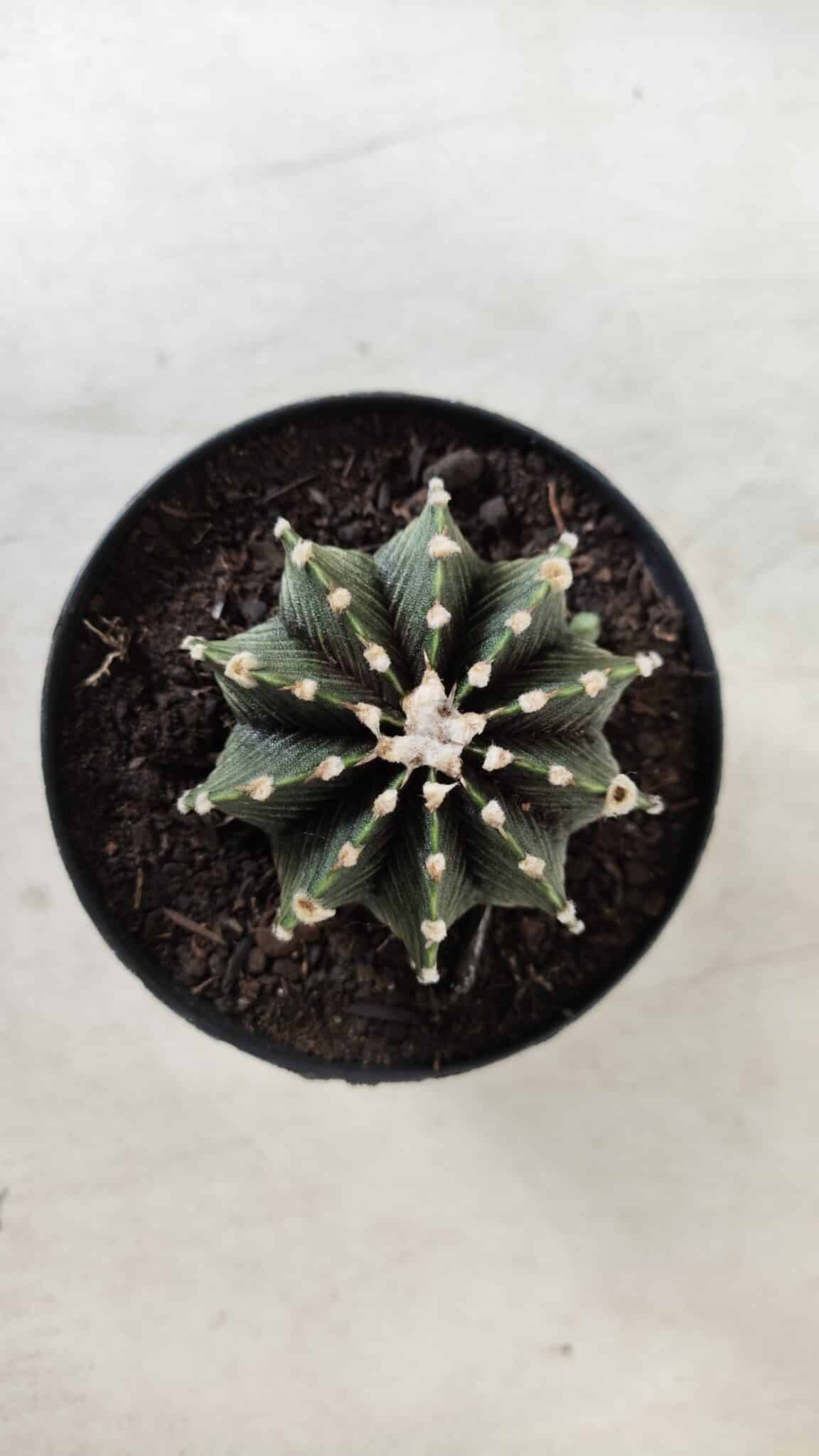 GYMNOCALYCIUM Friedrichii LB 2178 - Nº 61 – vaso 09